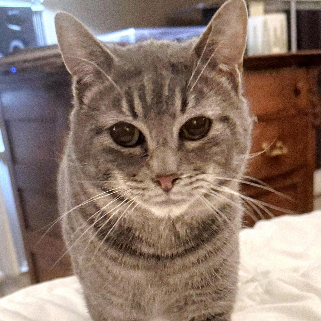 John Mayer, a Adoptable Domestic Short Hair in Brownsboro, AL image 2/6