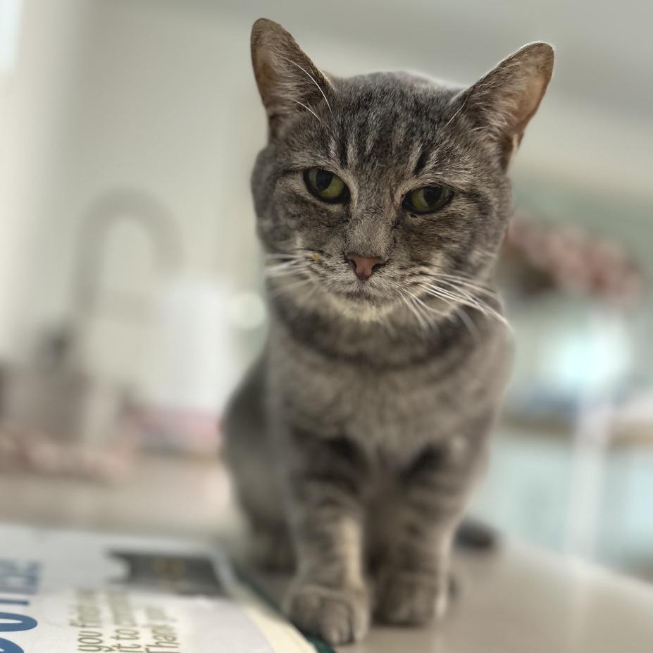 John Mayer, a Adoptable Domestic Short Hair in Brownsboro, AL image 3/6