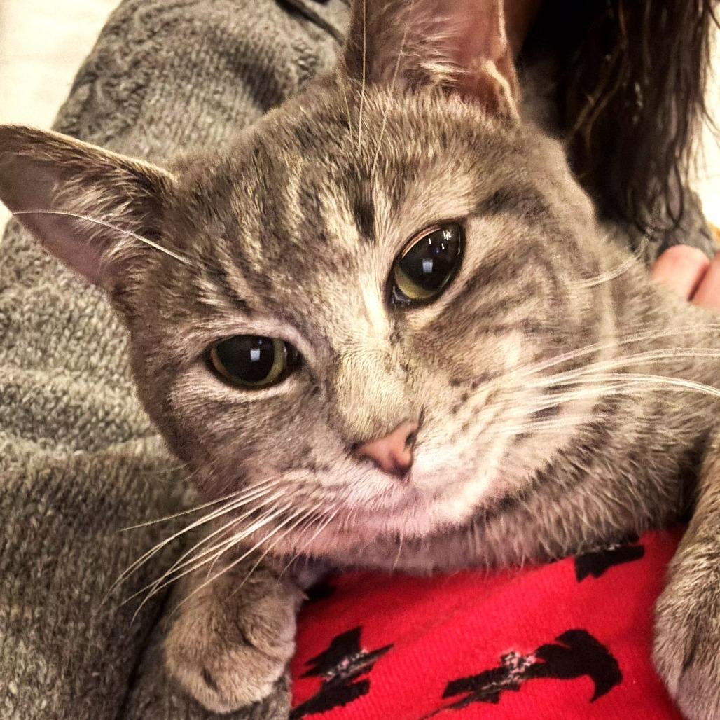 John Mayer, a Adoptable Domestic Short Hair in Brownsboro, AL image 5/6