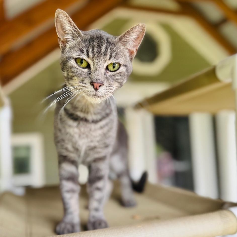 John Mayer, a Adoptable Domestic Short Hair in Brownsboro, AL image 6/6