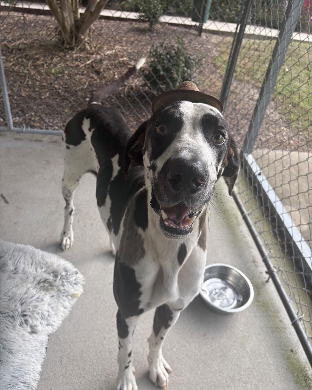 Enlarge Murphy, a Adopted Great Dane in Mouth Of Wilson, VA image 2/2
