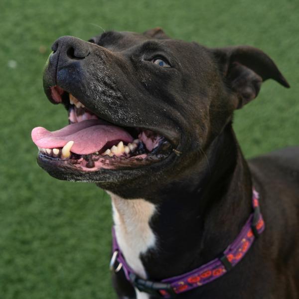 Chia, Adoptable, Adult Female Pit Bull Terrier.