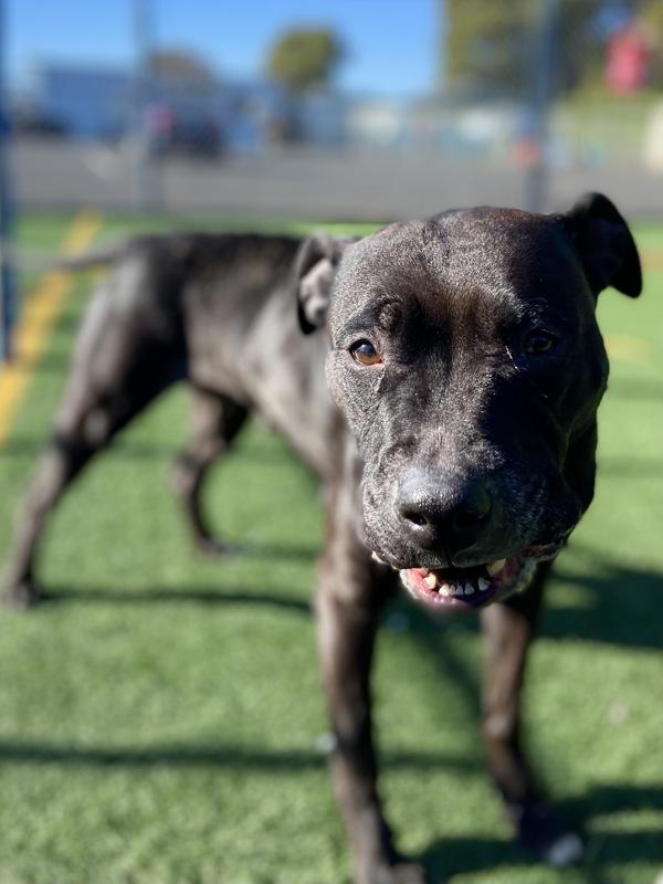 Enlarge Chia, a Adoptable mixed breed in Vallejo, CA image 2/2