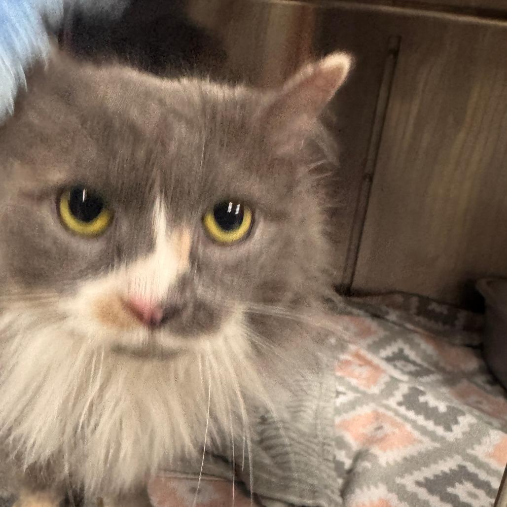 Enlarge Clover, a Adoptable Domestic Medium Hair in Marion, VA image 1/1