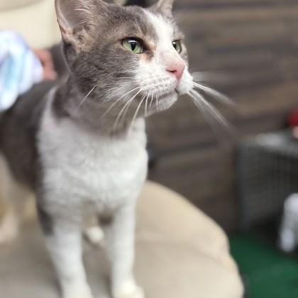 Lena, Adoptable, Young Female Domestic Short Hair.