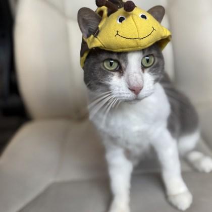 Enlarge Lena, a Adoptable Domestic Short Hair in Janesville, WI image 2/2