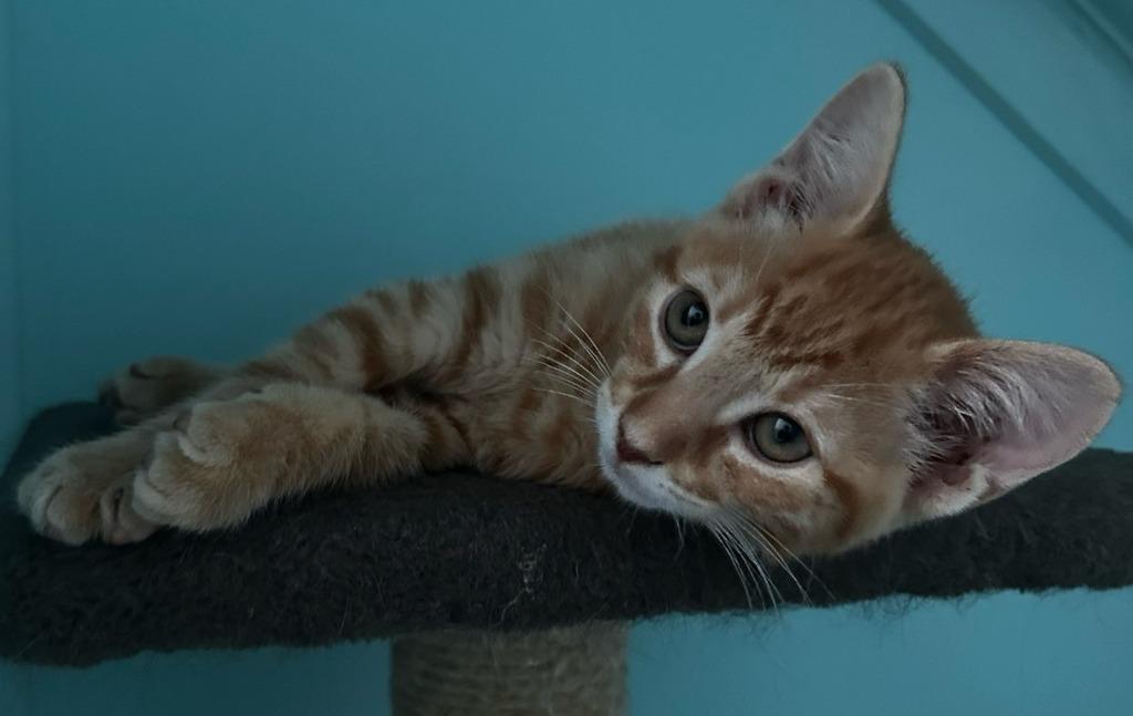 Enlarge Handsome, a Adoptable mixed breed in Hardeeville, SC image 1/1