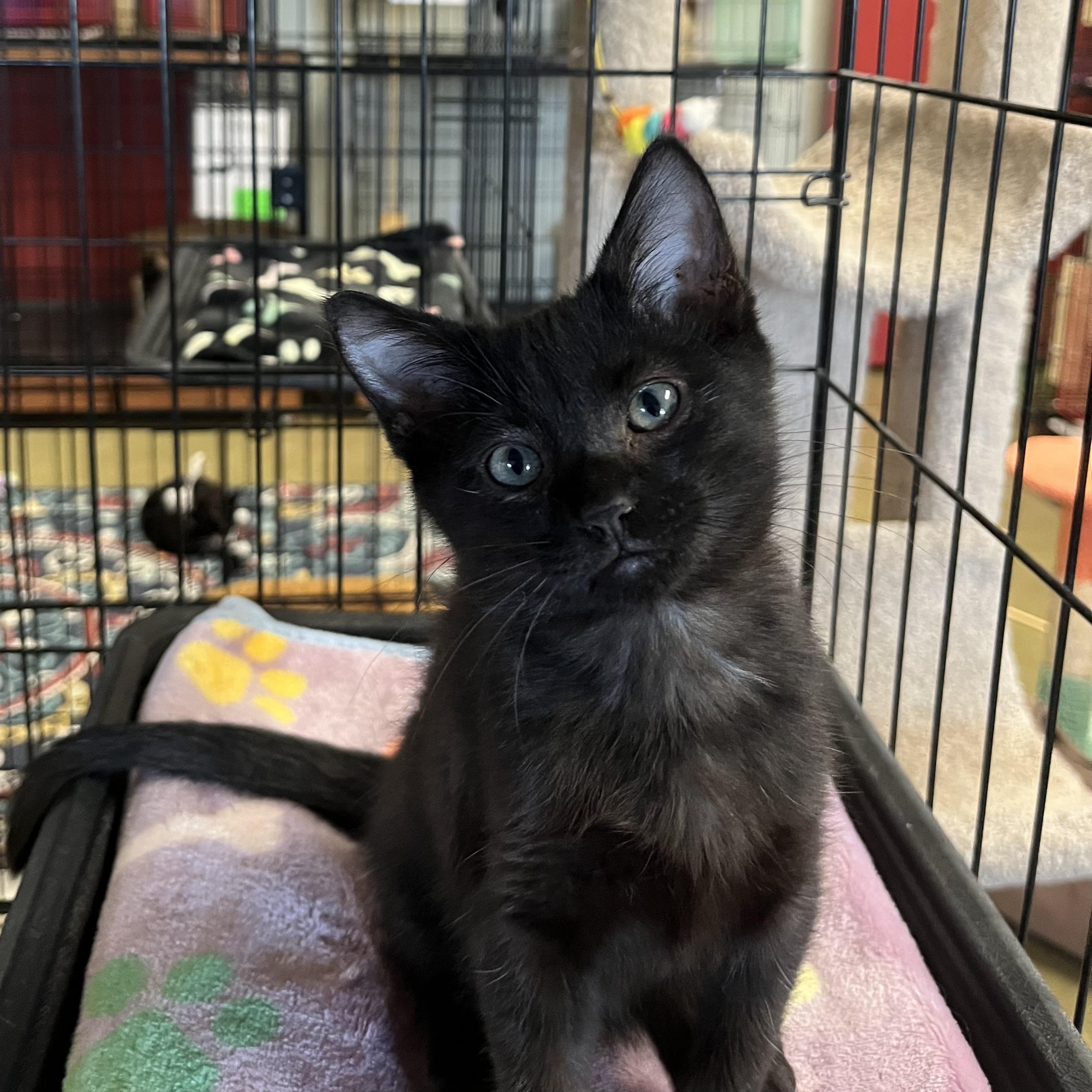 Enlarge Echo, a Adoptable Domestic Medium Hair in Hillsboro, TX image 4/6