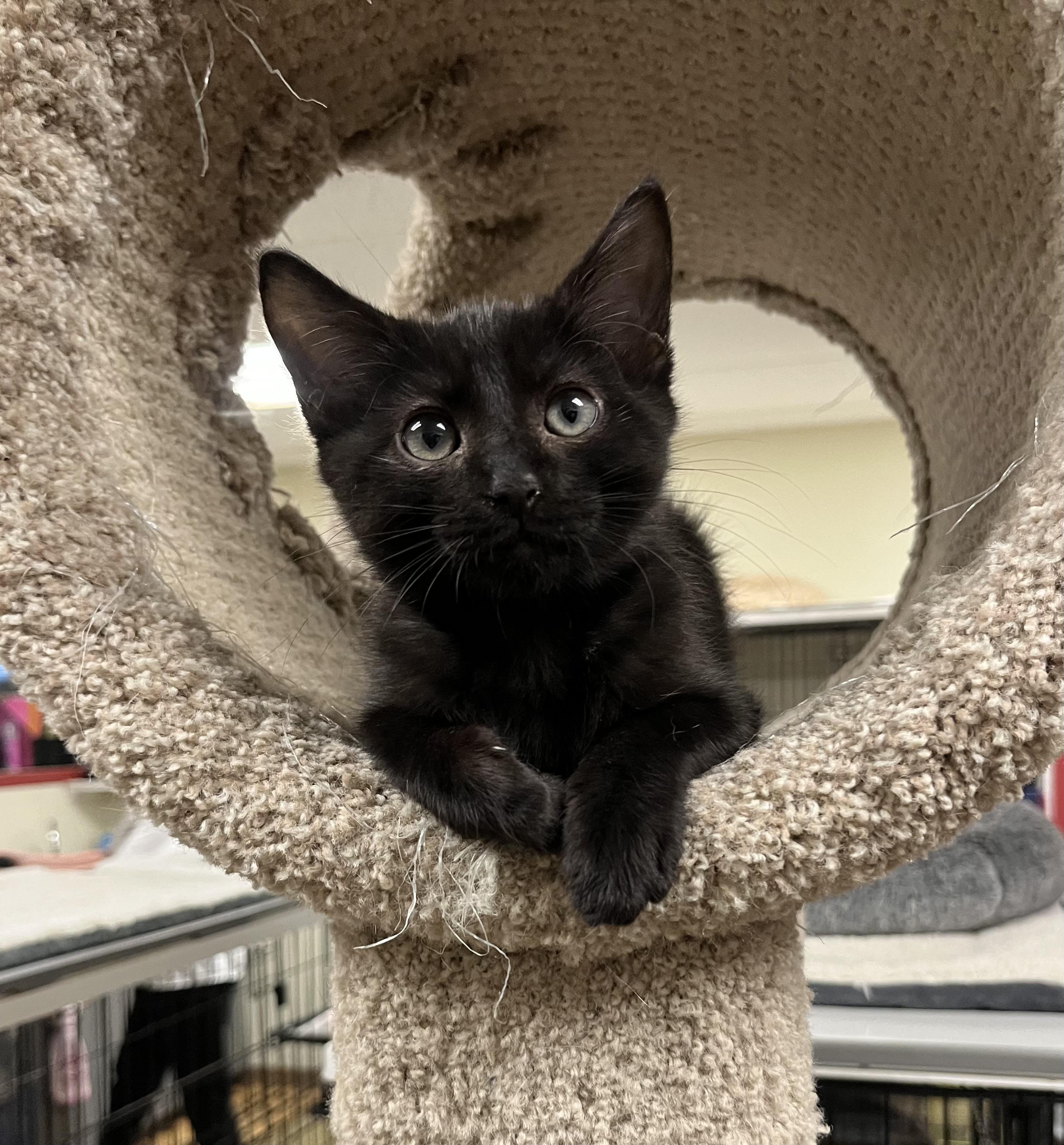 Enlarge Echo, a Adoptable Domestic Medium Hair in Hillsboro, TX image 3/6
