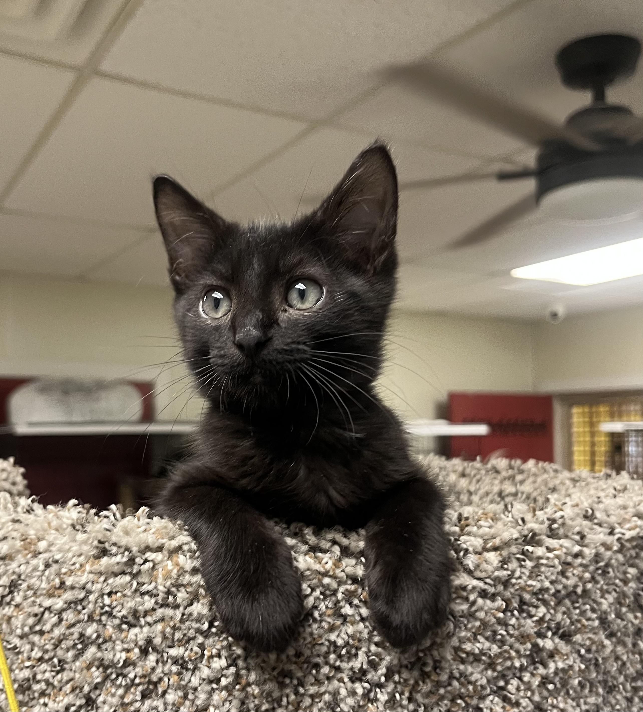 Echo, Adoptable, Kitten Male Domestic Medium Hair.
