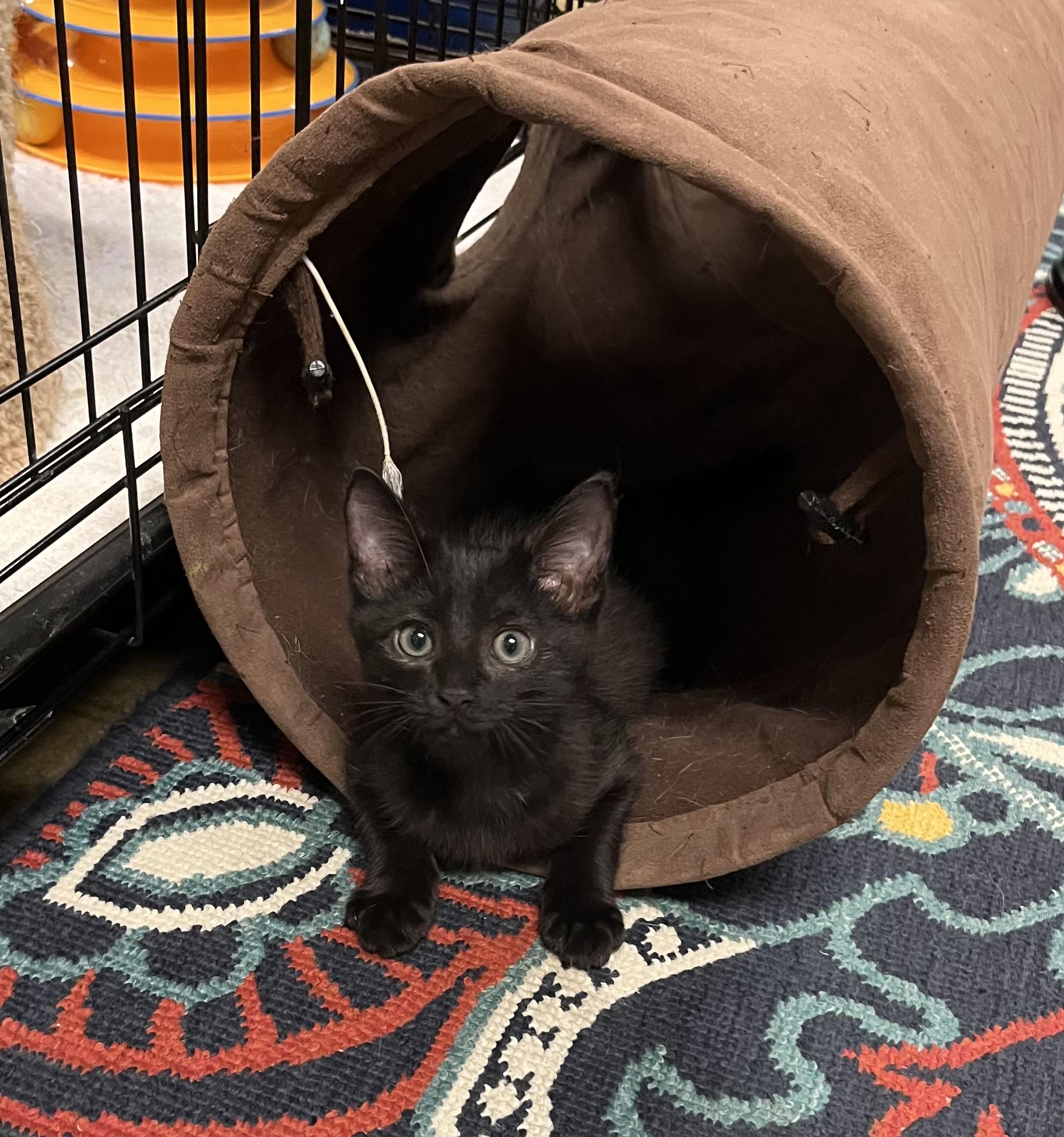 Enlarge Echo, a Adoptable Domestic Medium Hair in Hillsboro, TX image 5/6