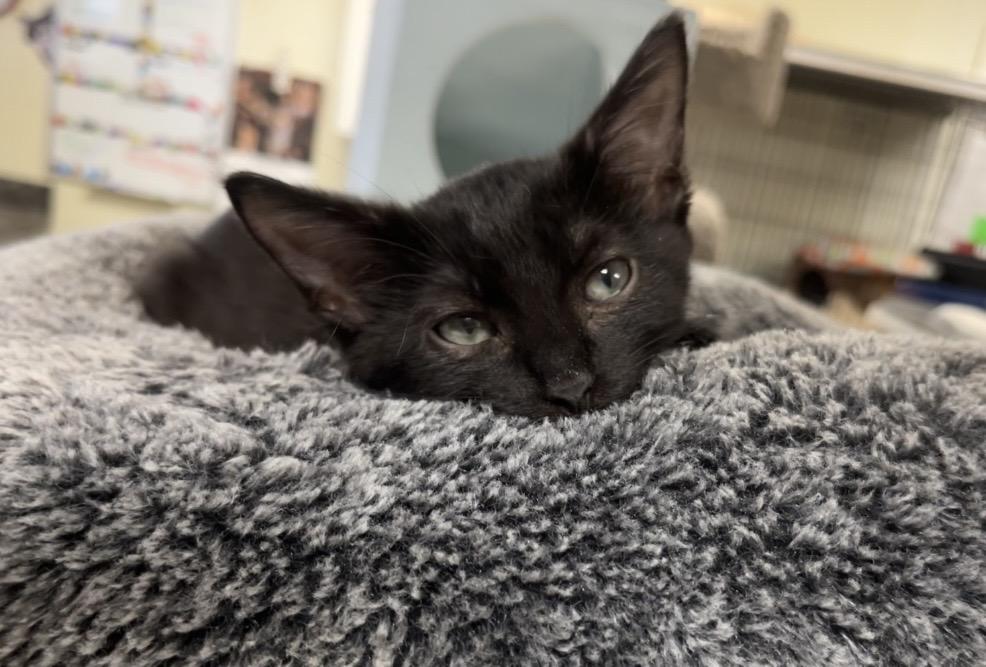 Enlarge Echo, a Adoptable Domestic Medium Hair in Hillsboro, TX image 6/6