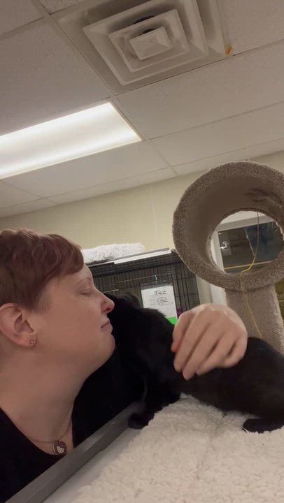 Enlarge Echo, a Adoptable Domestic Medium Hair in Hillsboro, TX video 2/6