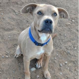 Lil Pittle, Adoptable, Senior Male Pit Bull Terrier.