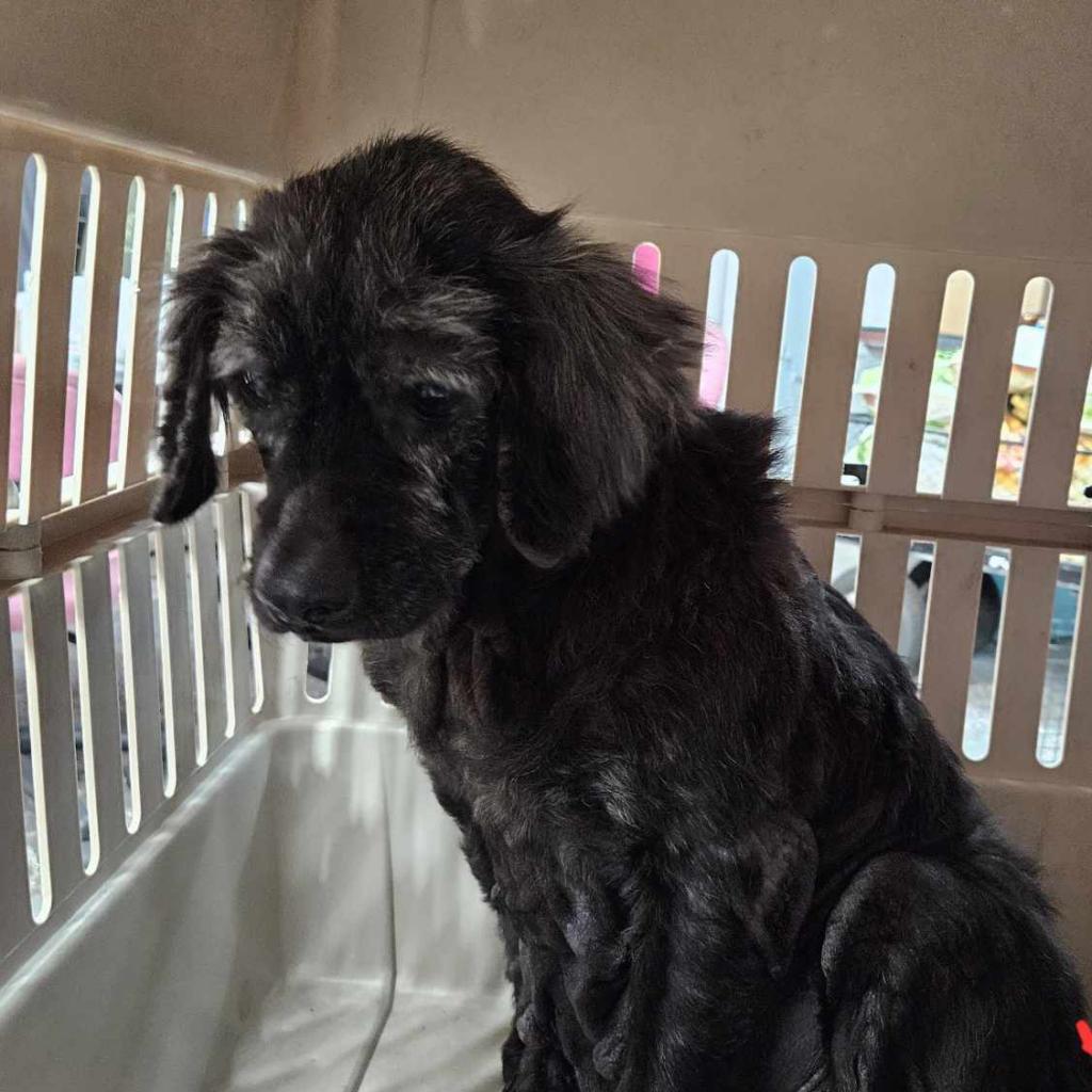 Georgie — thumbnail 2