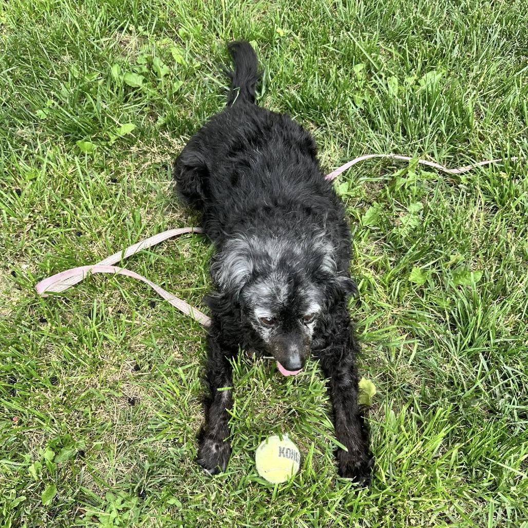 Georgie — thumbnail 3