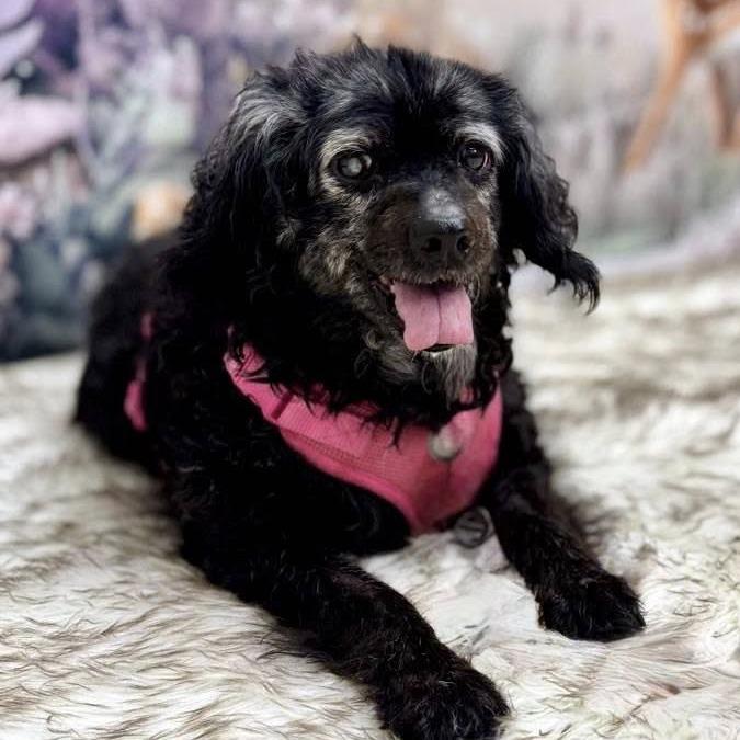 Georgie — thumbnail 4