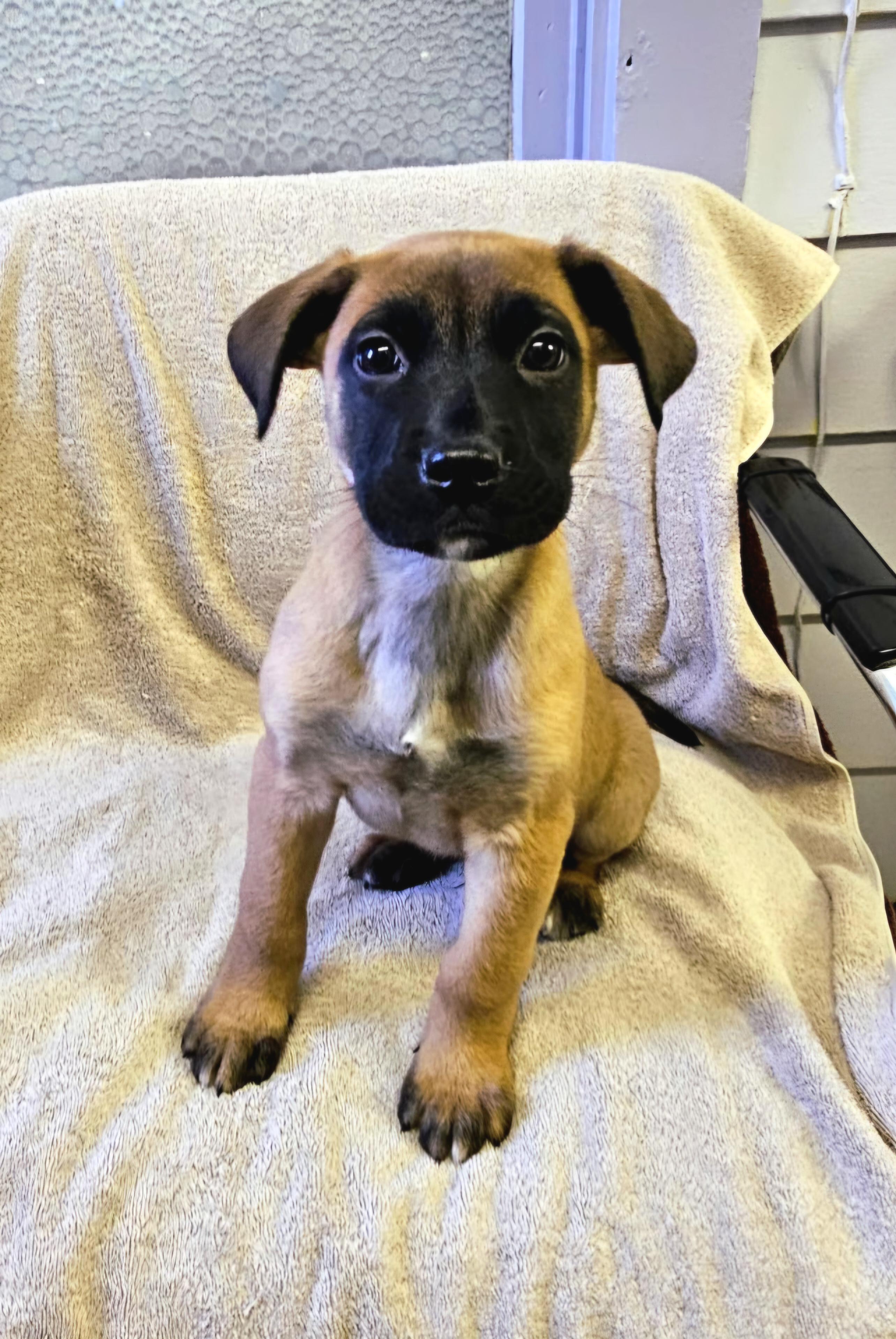 Enlarge Andy, an adopted mixed breed in Arlington Heights, IL image 3/6