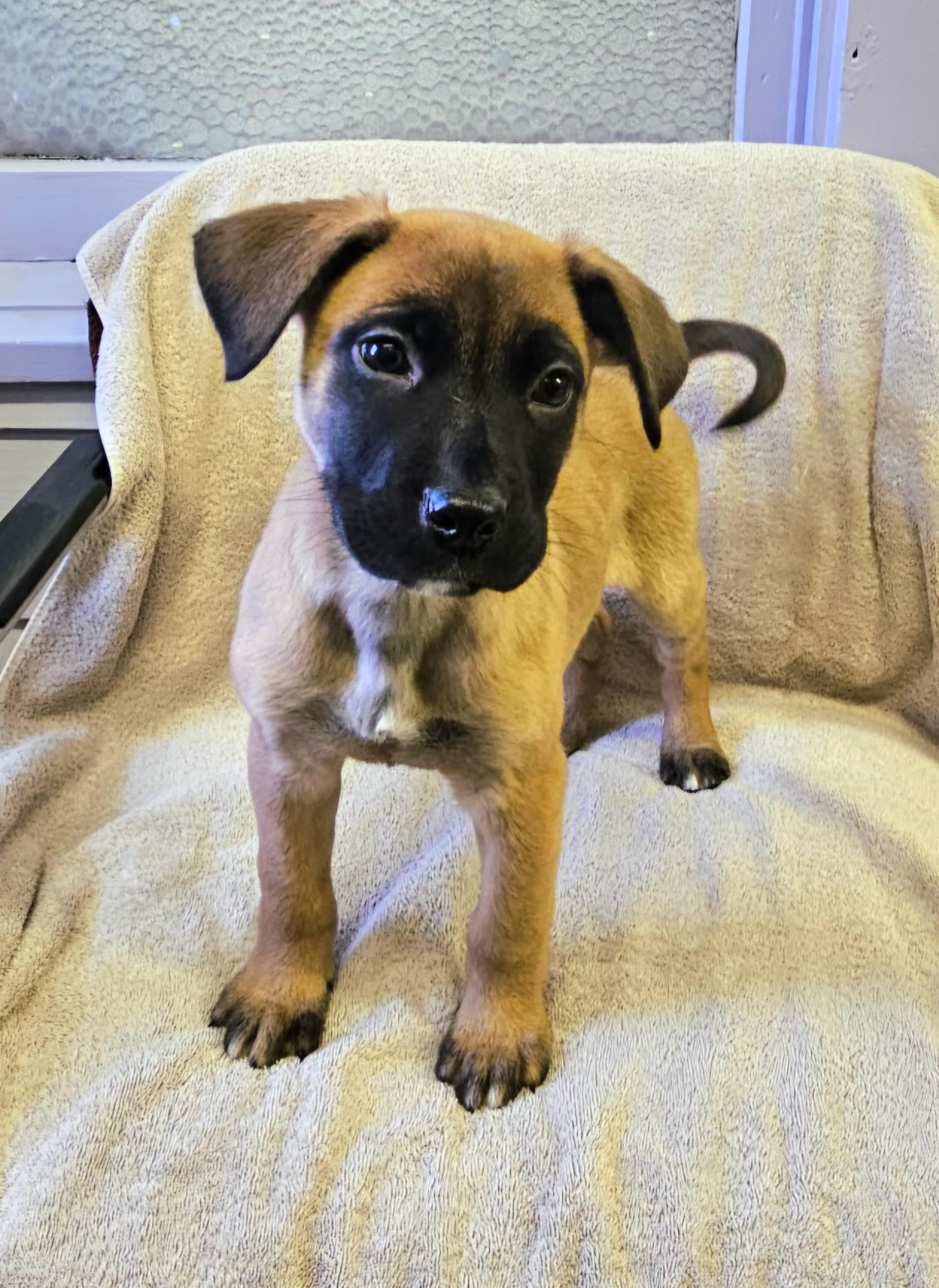 Enlarge Andy, an adopted mixed breed in Arlington Heights, IL image 6/6