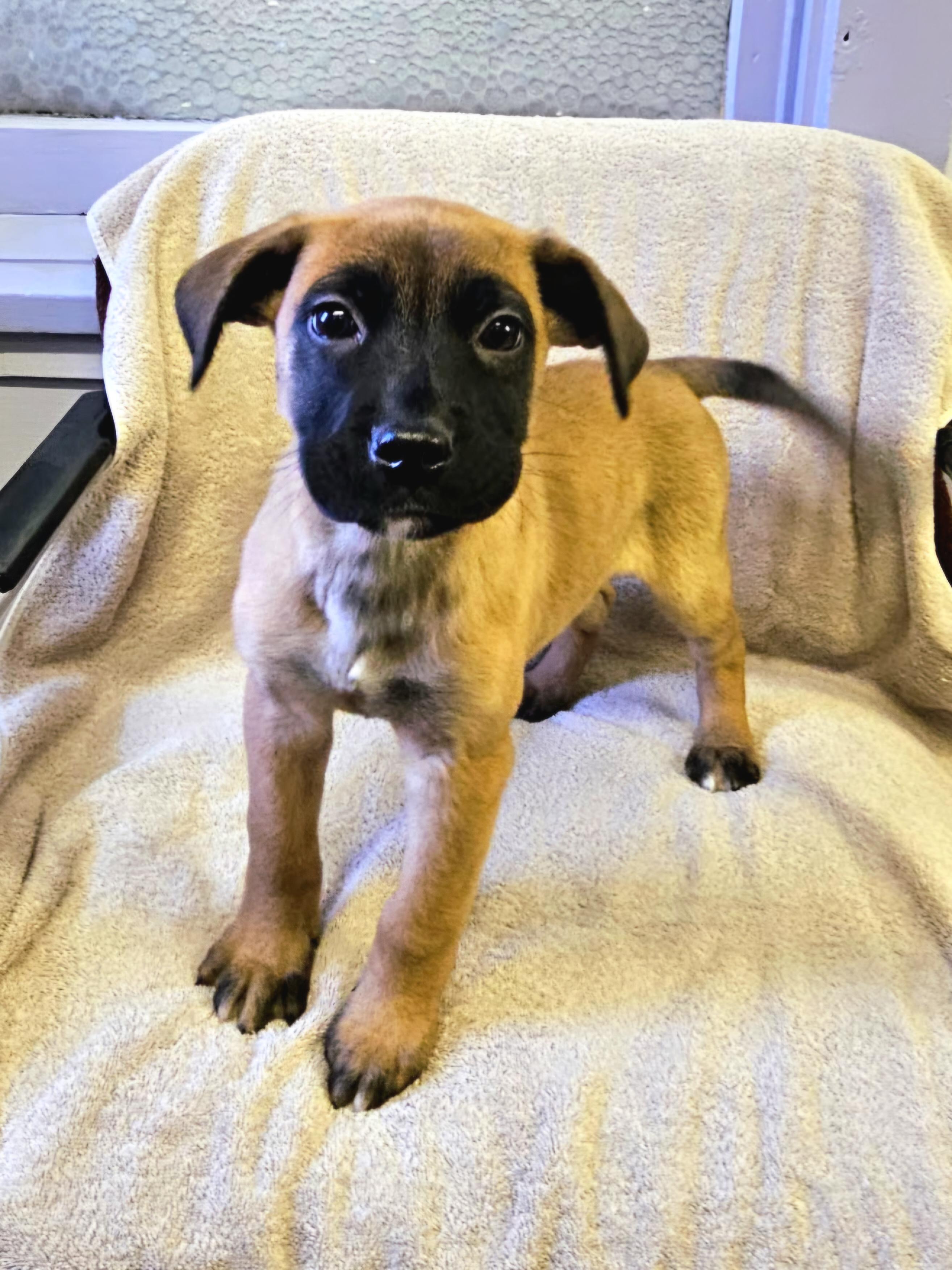 Enlarge Andy, an adopted mixed breed in Arlington Heights, IL image 4/6