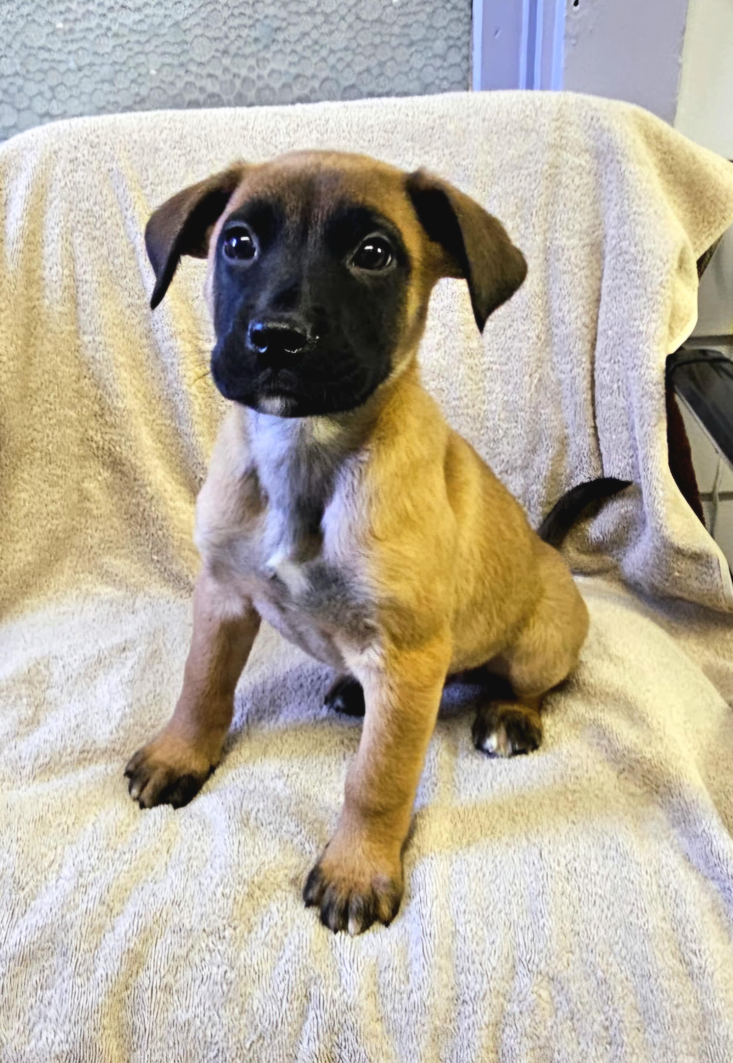 Enlarge Andy, an adopted mixed breed in Arlington Heights, IL image 5/6