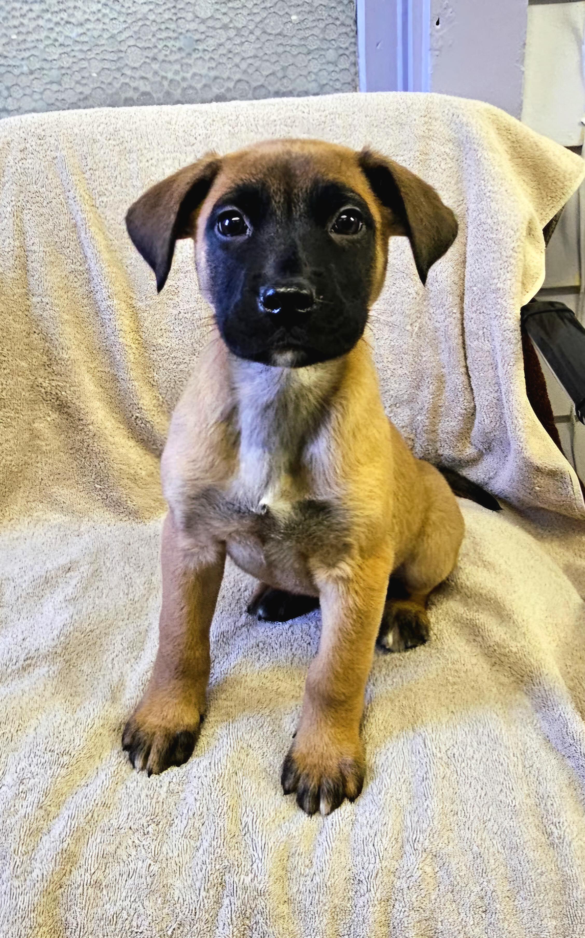 Andy, adopted, Puppy Male Shepherd.