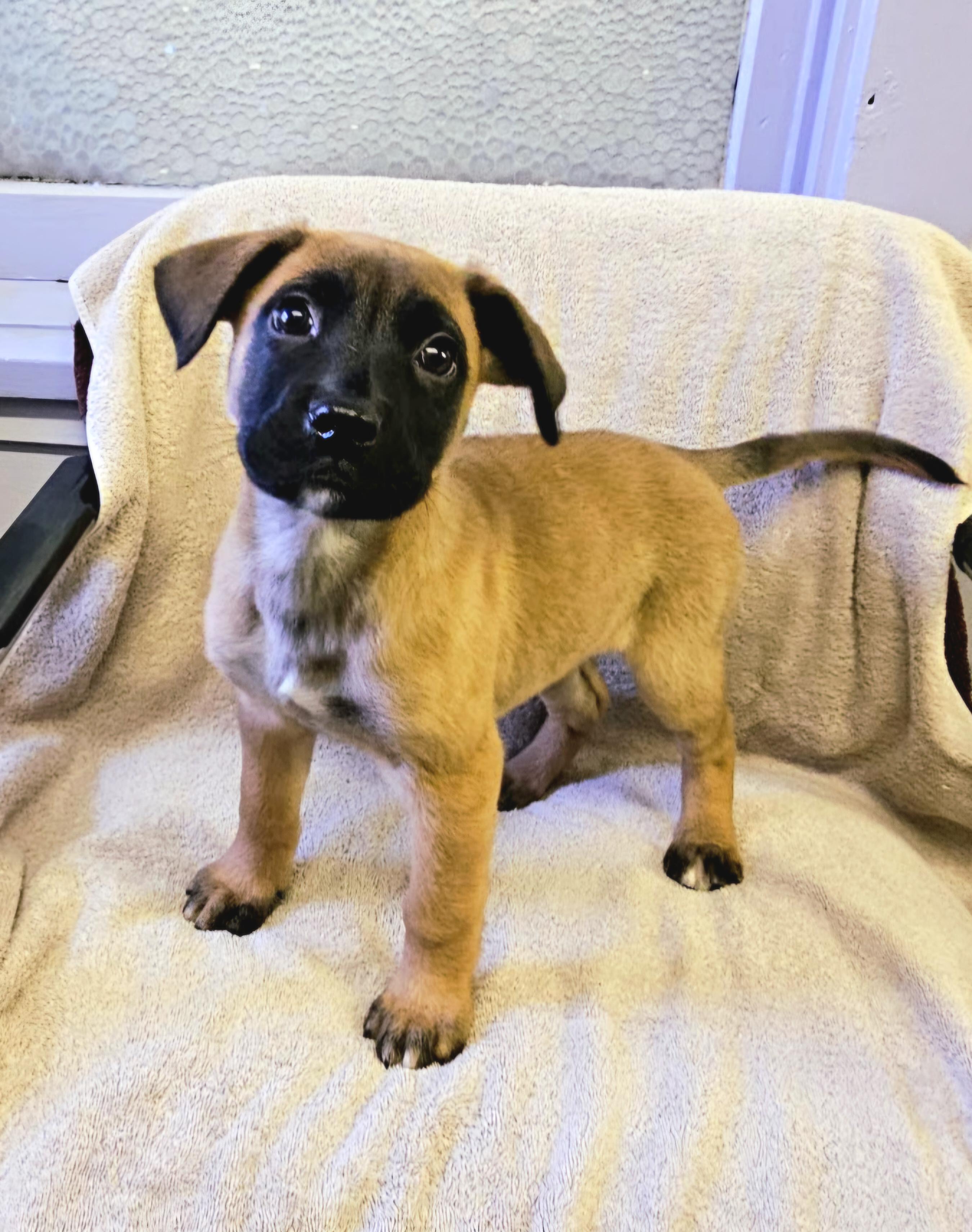 Enlarge Andy, an adopted mixed breed in Arlington Heights, IL image 2/6