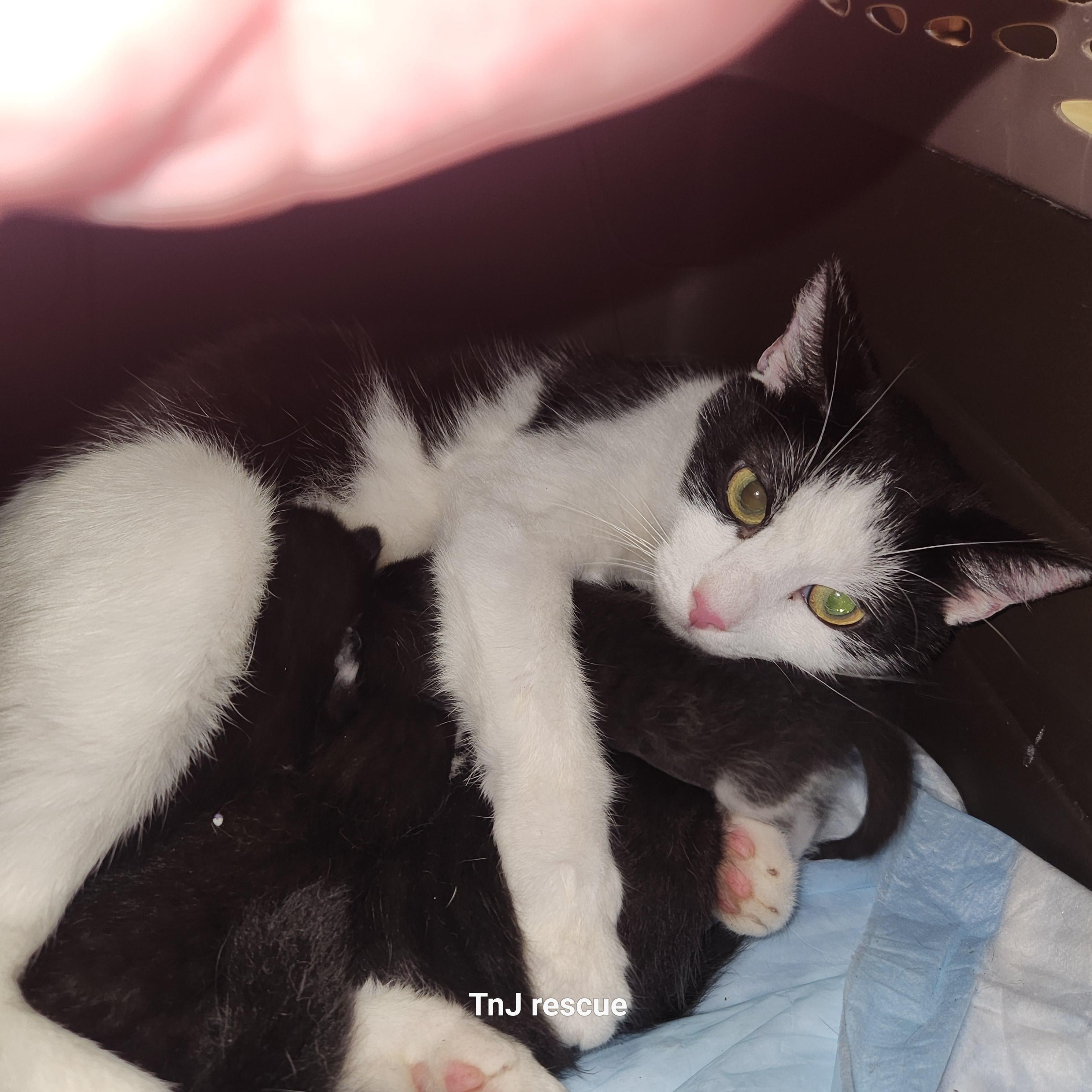 Enlarge Mama, a ADOPTABLE Domestic Short Hair in Sharon, PA image 2/2