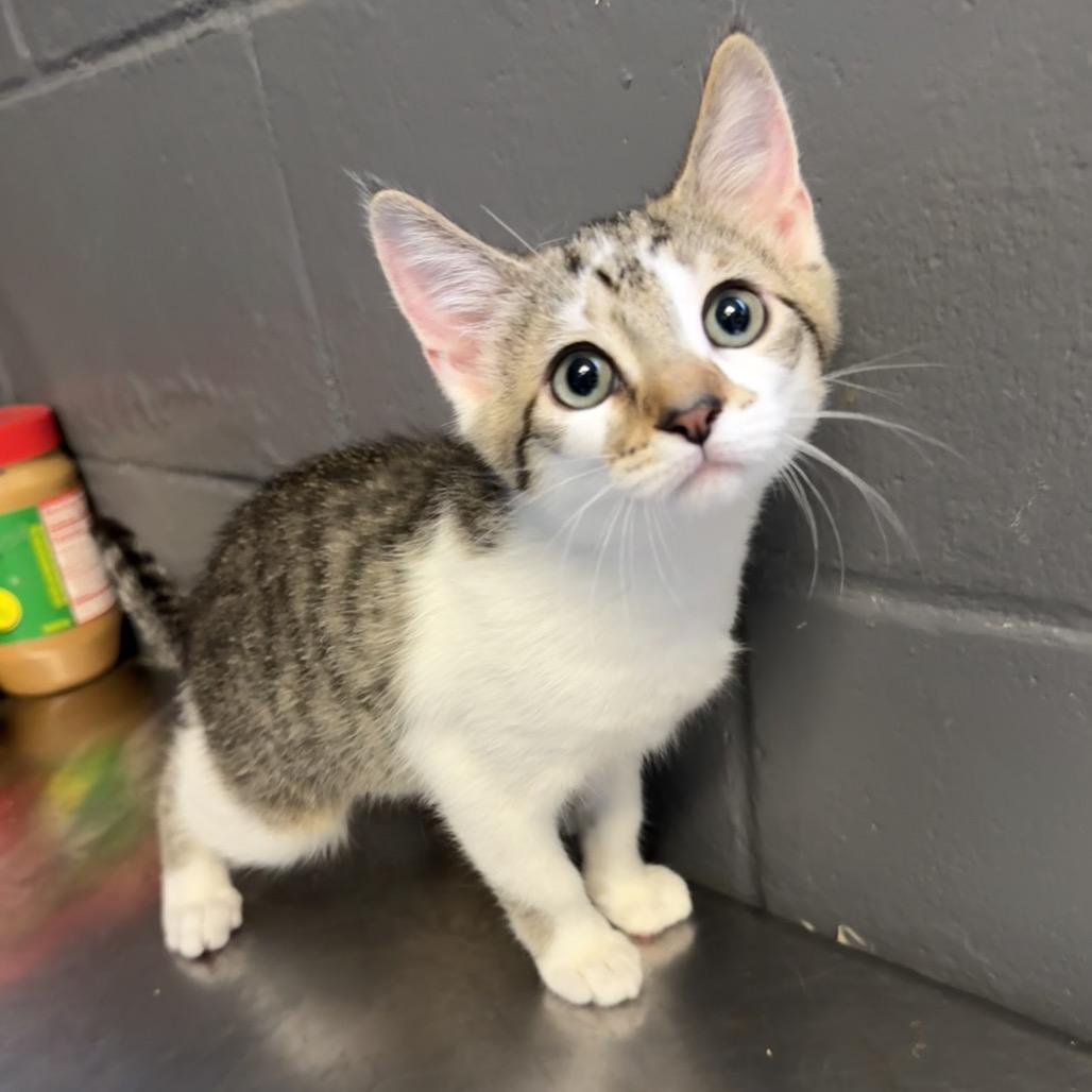 Enlarge Apple, a Adoptable Domestic Short Hair in Pasadena , MD image 1/2