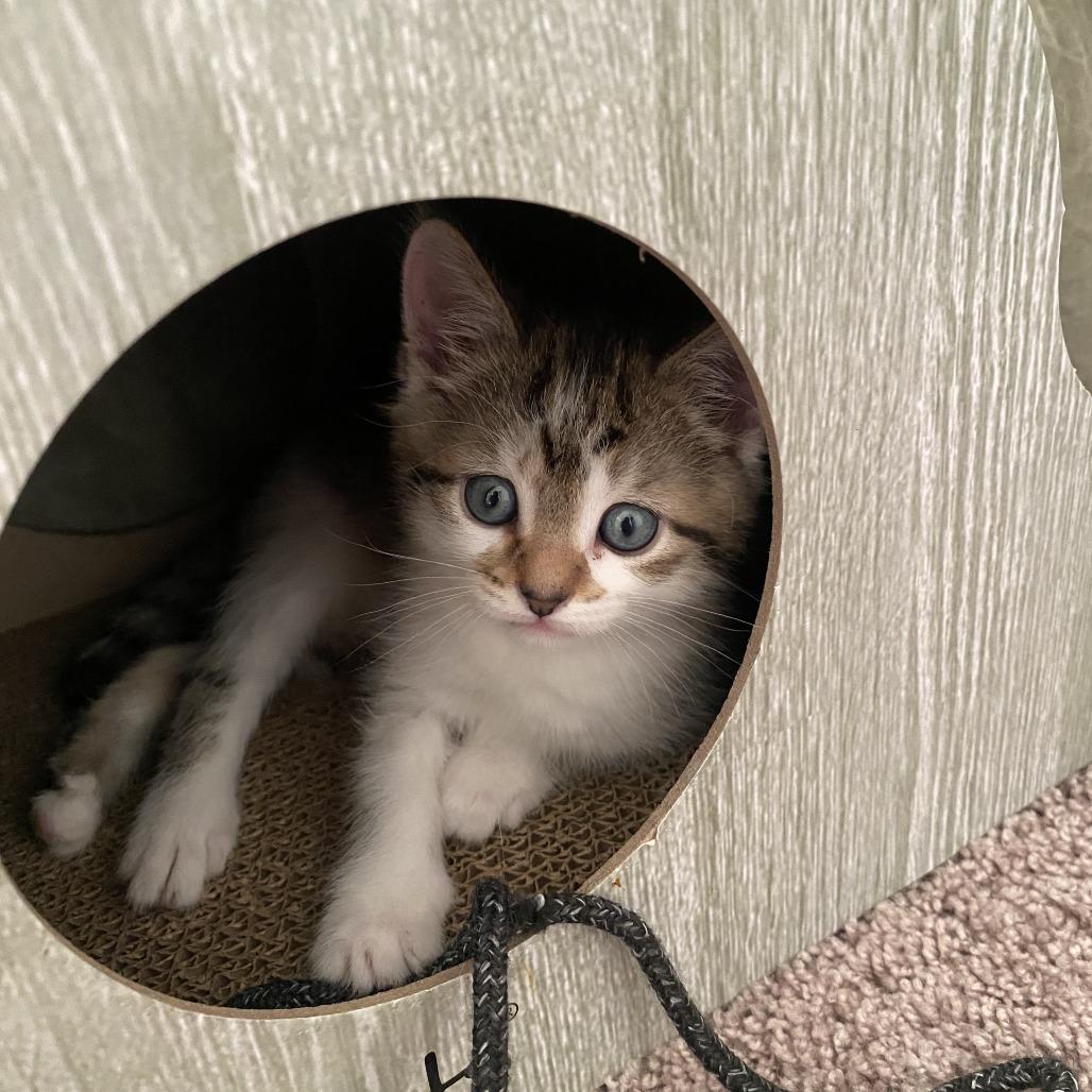 Enlarge Apple, a Adoptable Domestic Short Hair in Pasadena , MD image 2/2