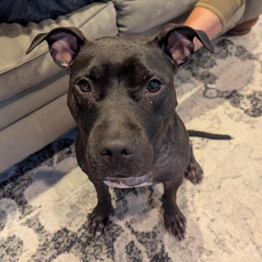 Diana, Adoptable, Adult Female Mixed Breed.