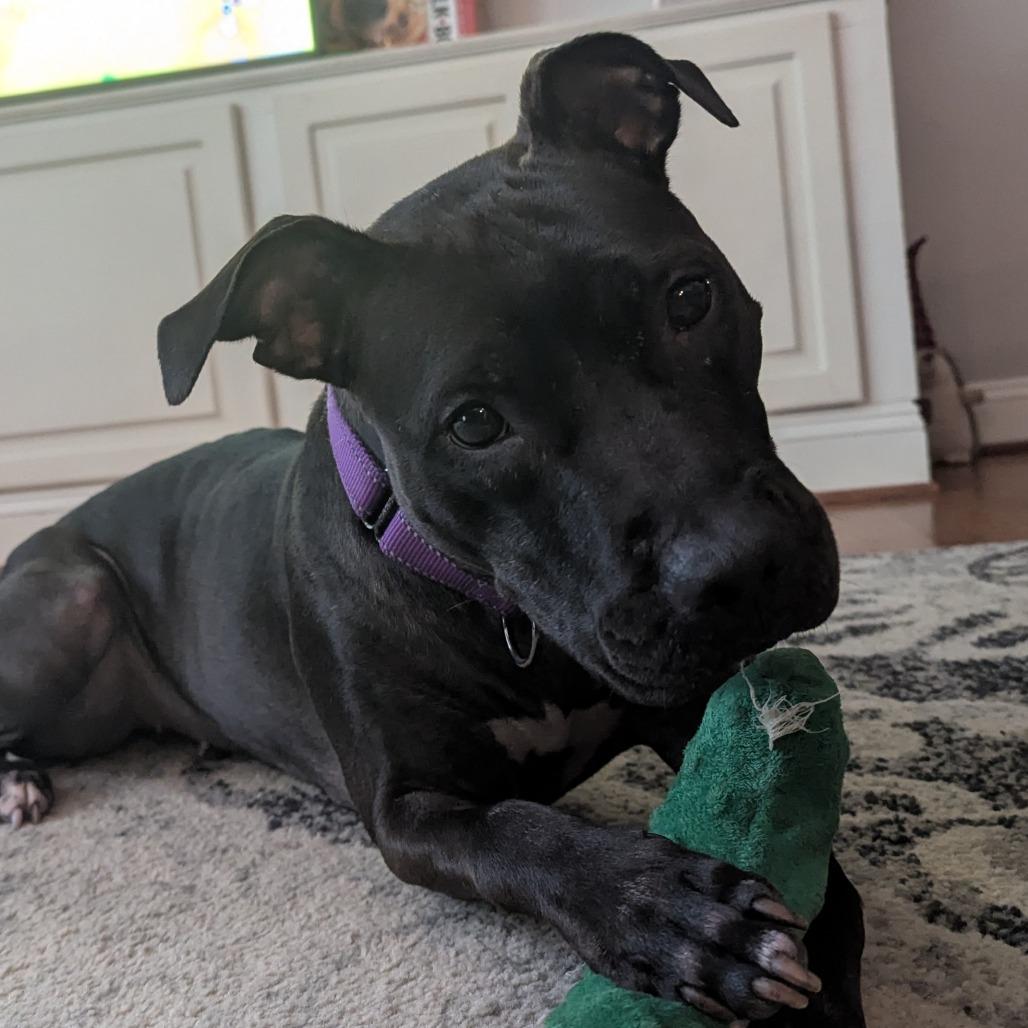 Diana, a Adoptable Mixed Breed in Fredericksburg, VA image 2/6