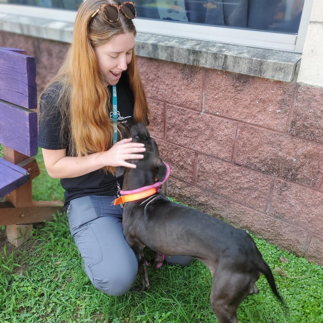 Diana, a Adoptable Mixed Breed in Fredericksburg, VA image 3/6