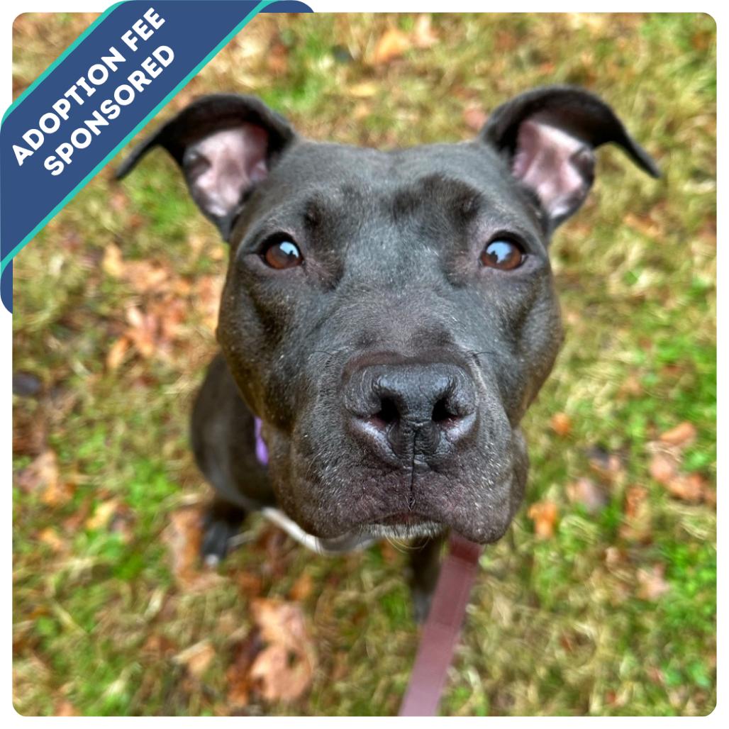 Diana, a Adoptable Mixed Breed in Fredericksburg, VA image 4/6