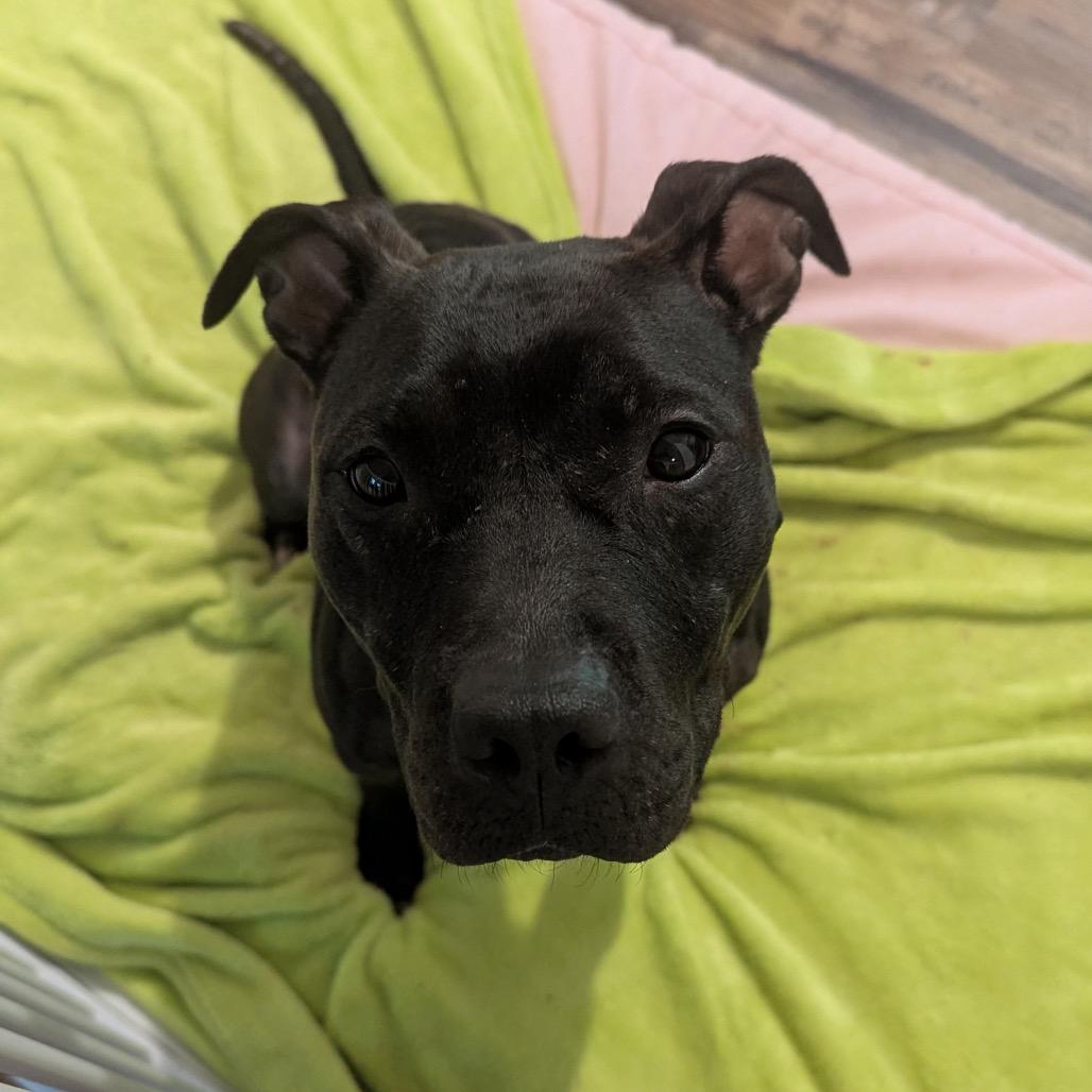 Diana, a Adoptable Mixed Breed in Fredericksburg, VA image 5/6