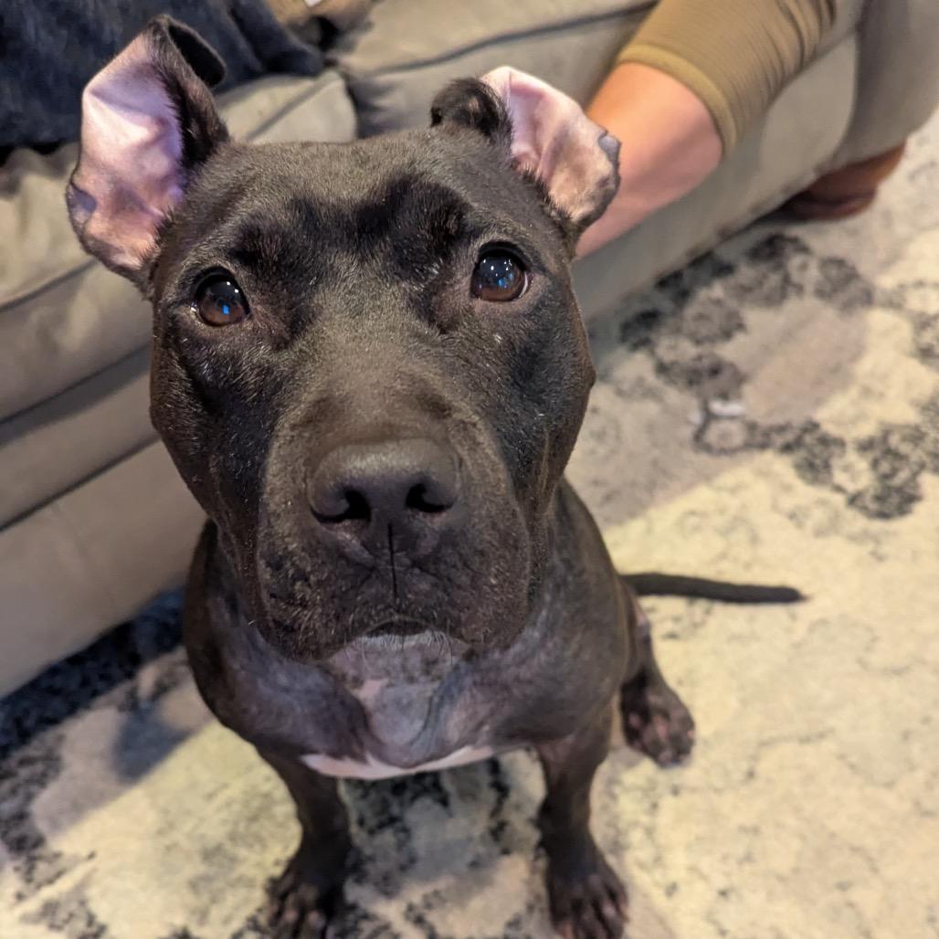 Diana, a Adoptable Mixed Breed in Fredericksburg, VA image 6/6