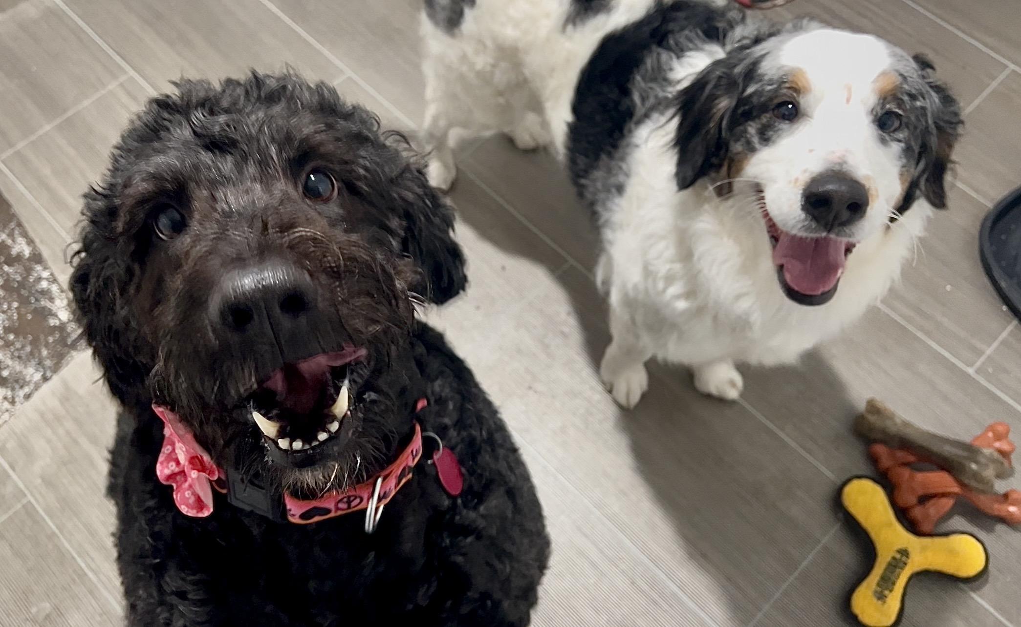 Enlarge NUTELLA, an adopted Bernedoodle in Millerstown, PA image 5/6