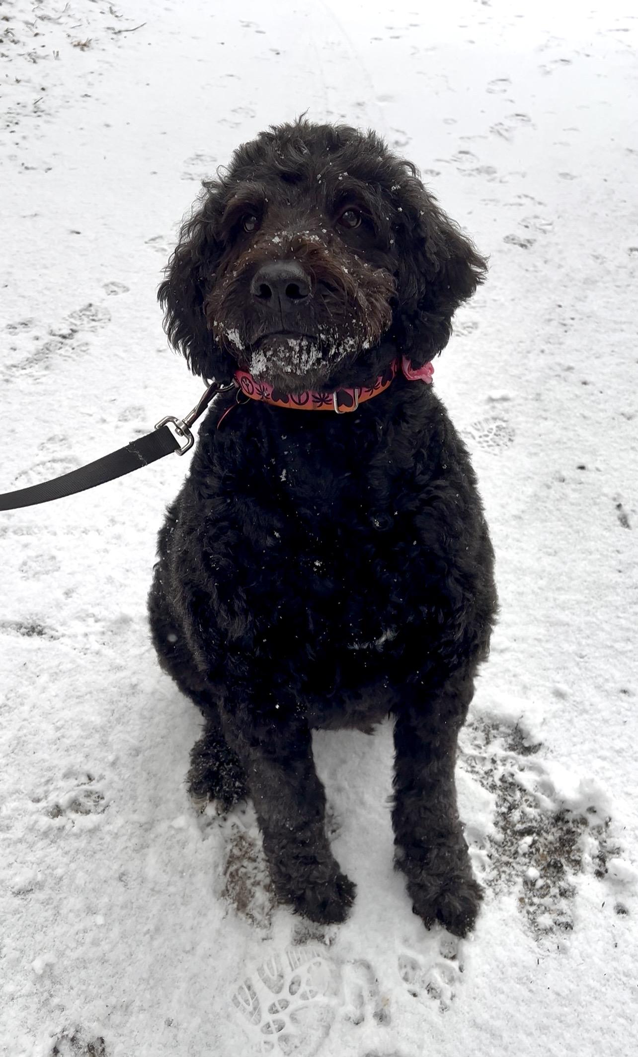 Enlarge NUTELLA, an adopted Bernedoodle in Millerstown, PA image 3/6
