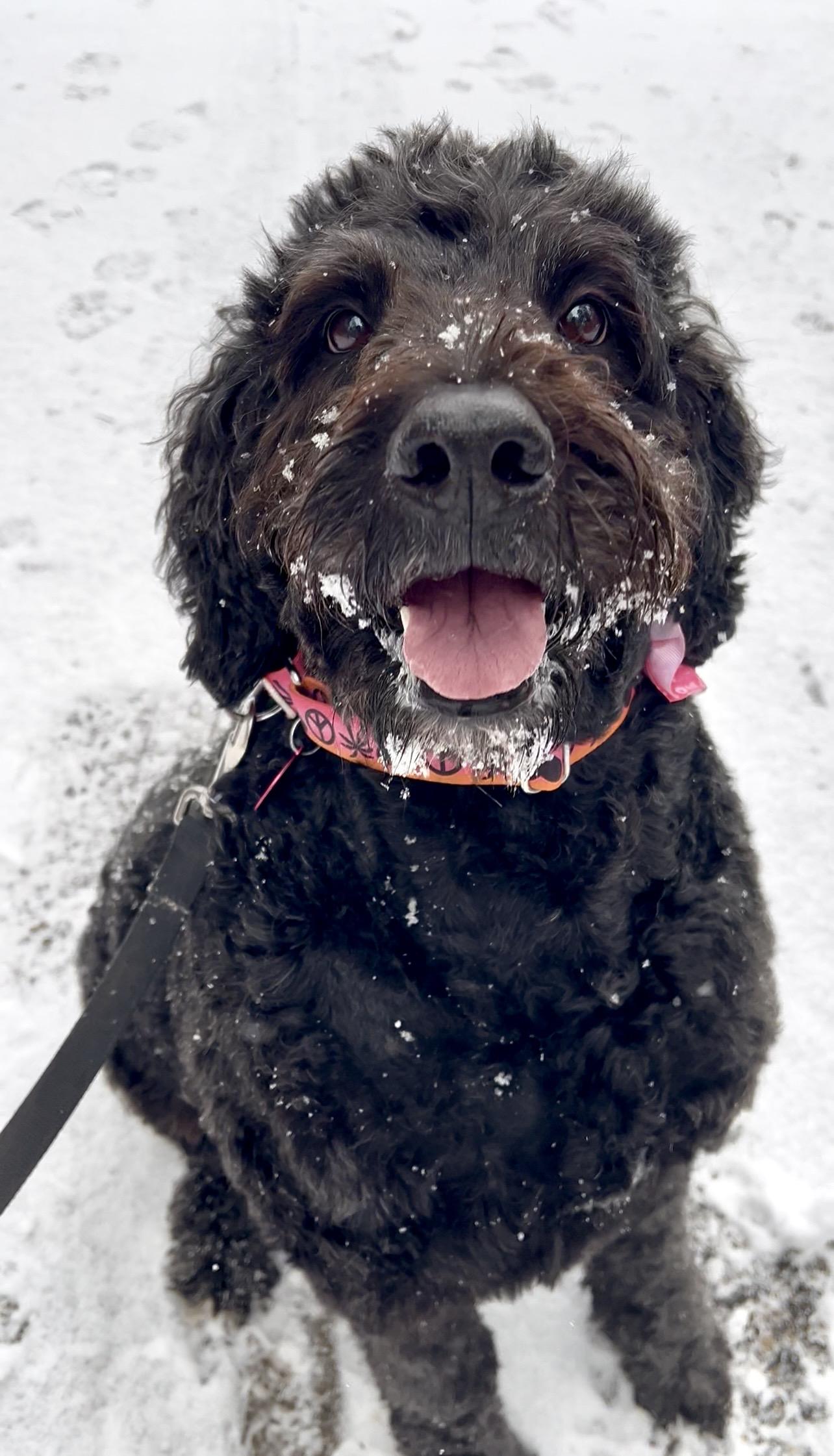 Enlarge NUTELLA, an adopted Bernedoodle in Millerstown, PA image 4/6
