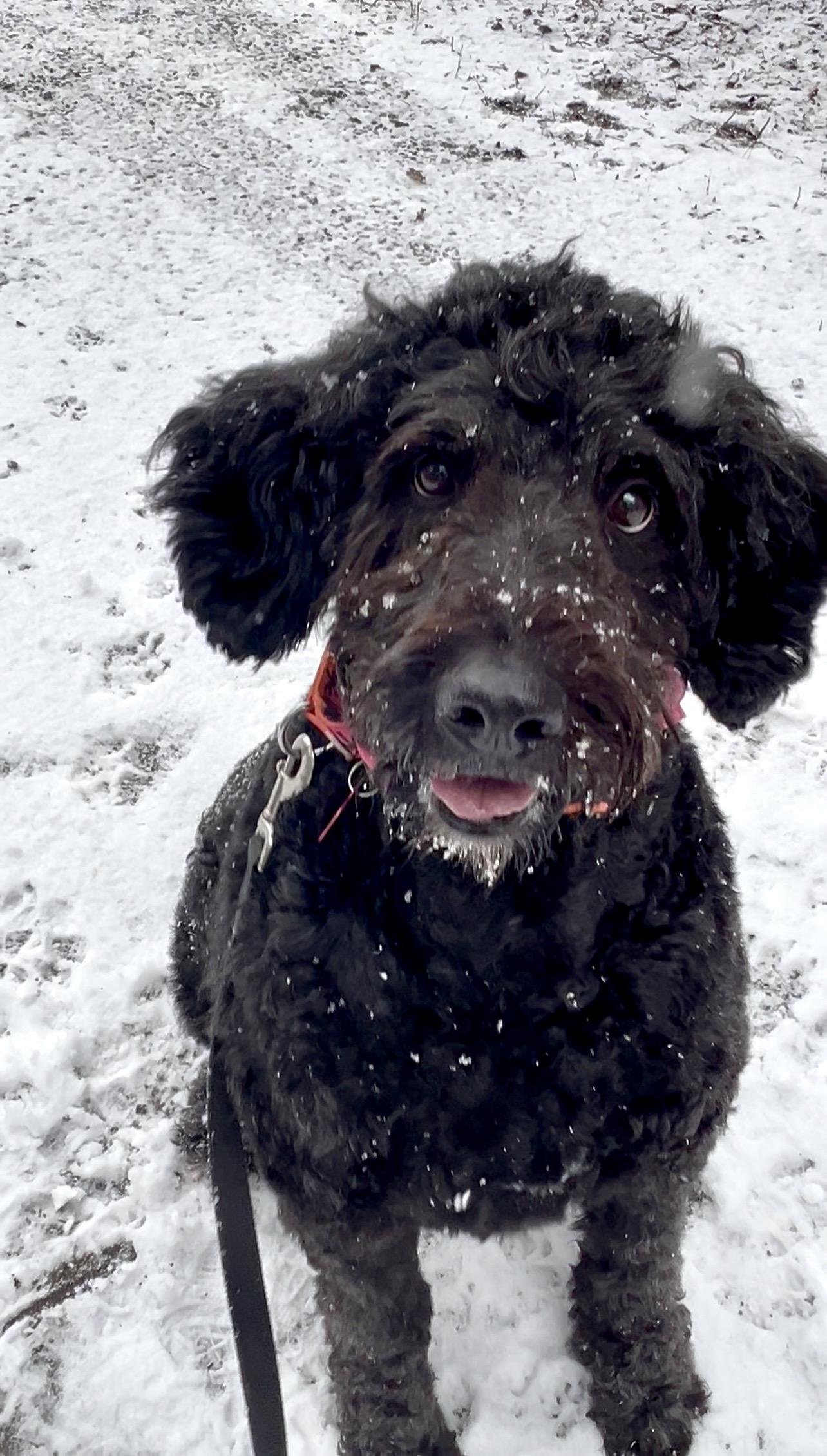 Enlarge NUTELLA, an adopted Bernedoodle in Millerstown, PA image 6/6