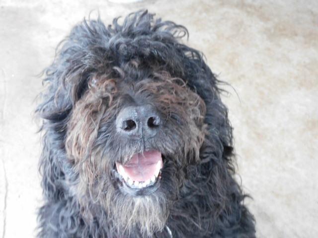 Enlarge NUTELLA, an adopted Bernedoodle in Millerstown, PA image 2/6