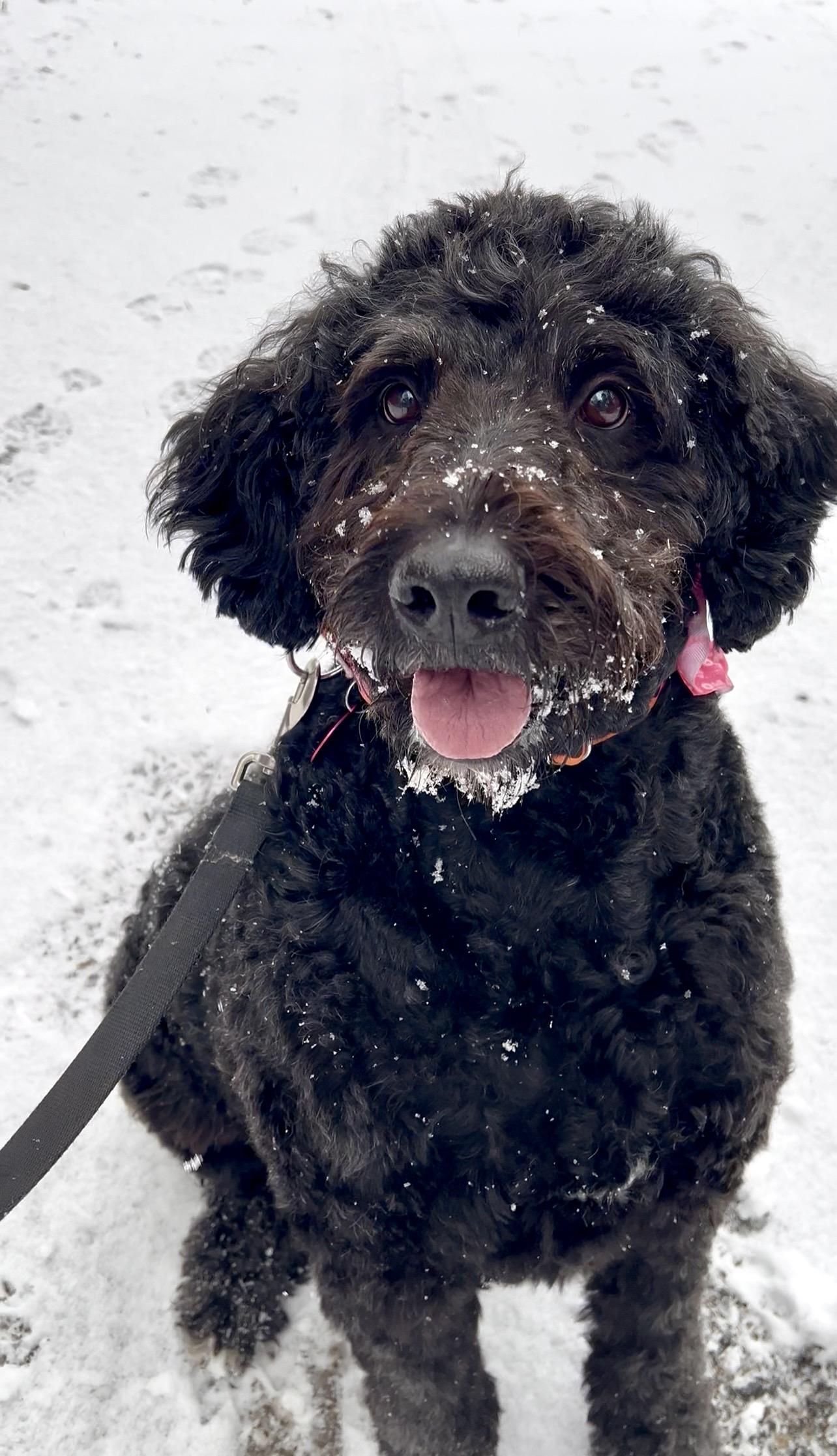 Enlarge NUTELLA, an adopted Bernedoodle in Millerstown, PA image 1/6