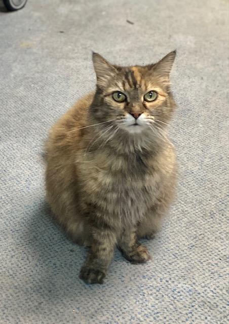 Ellen, Senior Female Domestic Long Hair