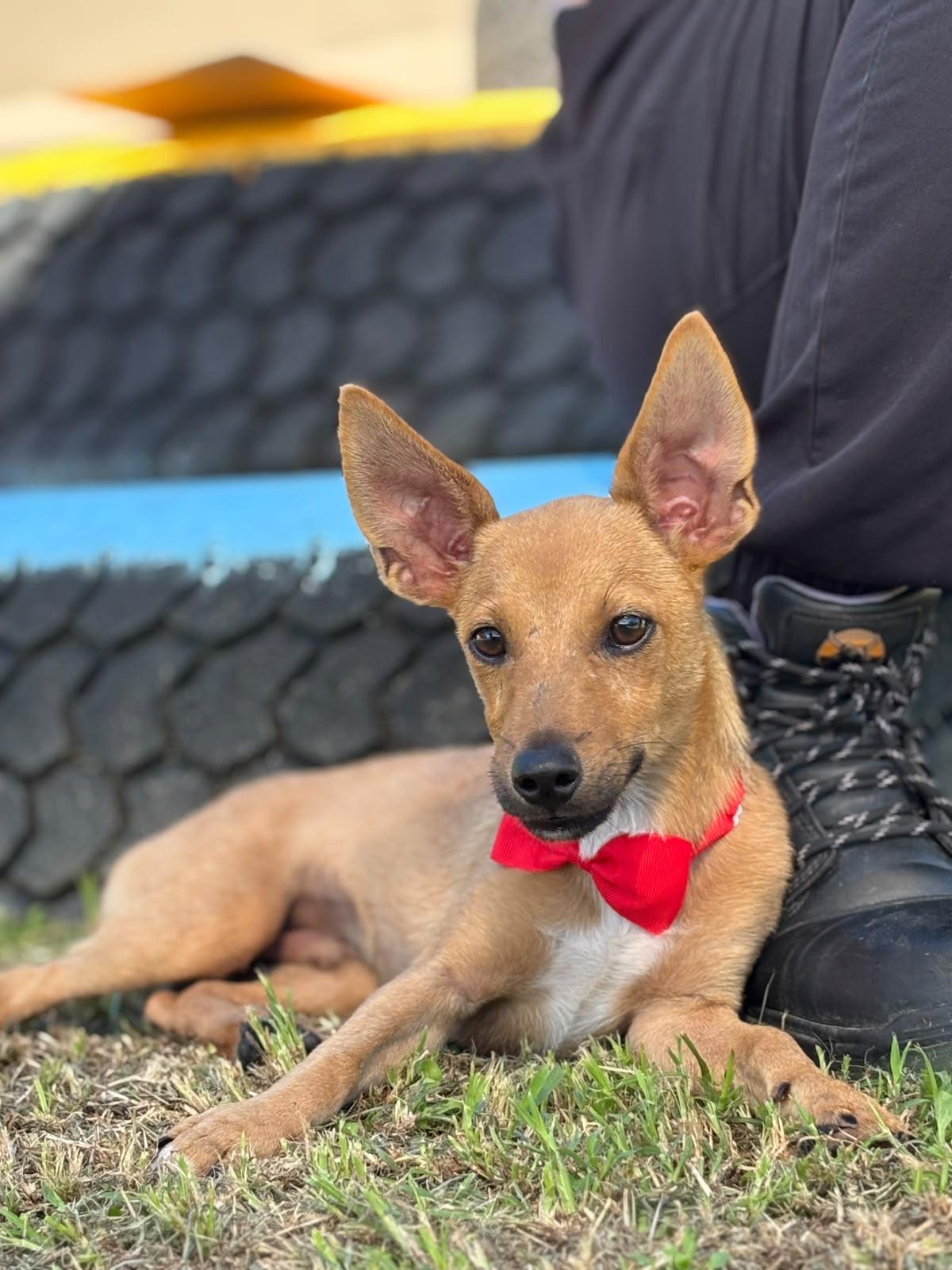 Enlarge River, a Adoptable mixed breed in Douglas, MA image 6/6