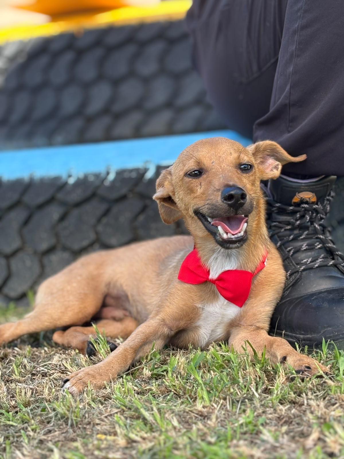 Enlarge River, a Adoptable mixed breed in Douglas, MA image 3/6