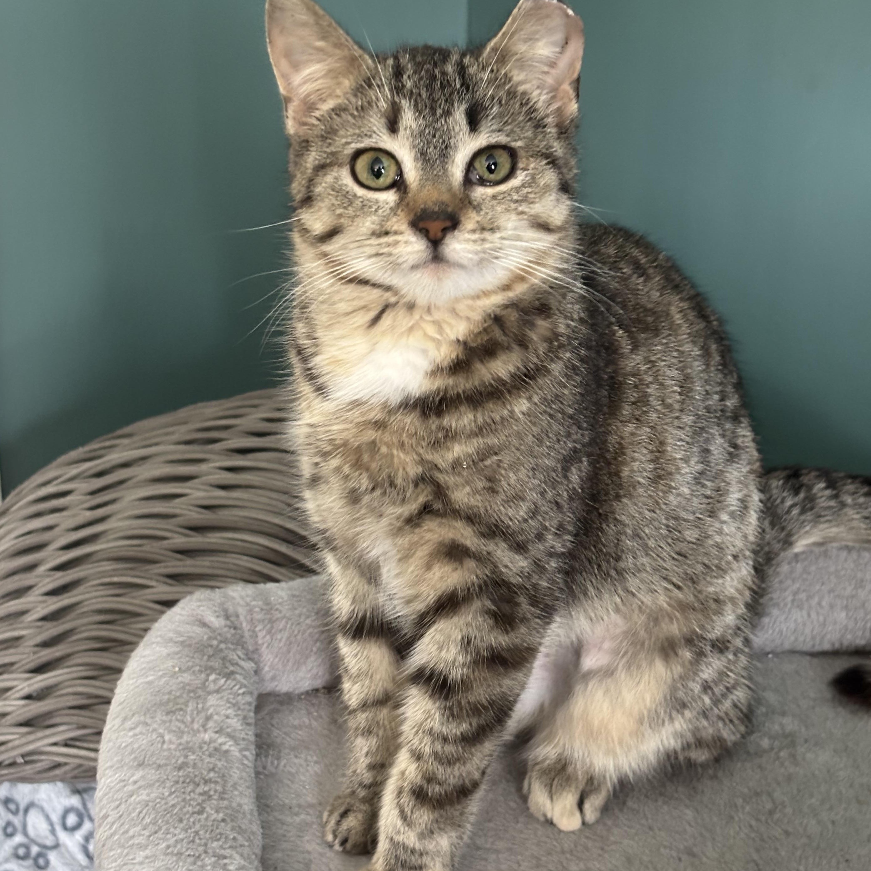 Enlarge Wren, an adopted mixed breed in Everett, ON image 2/3