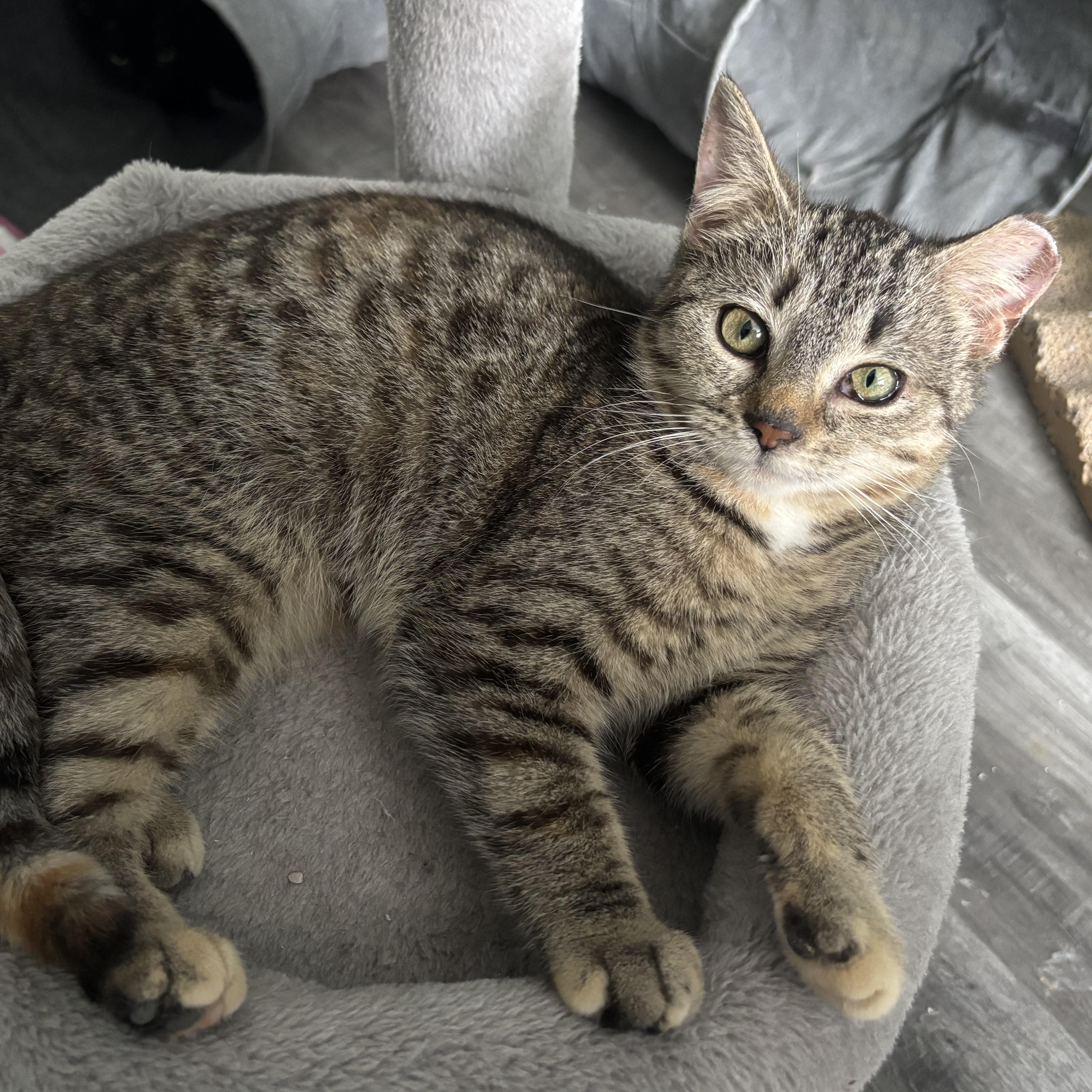 Enlarge Wren, an adopted mixed breed in Everett, ON image 3/3