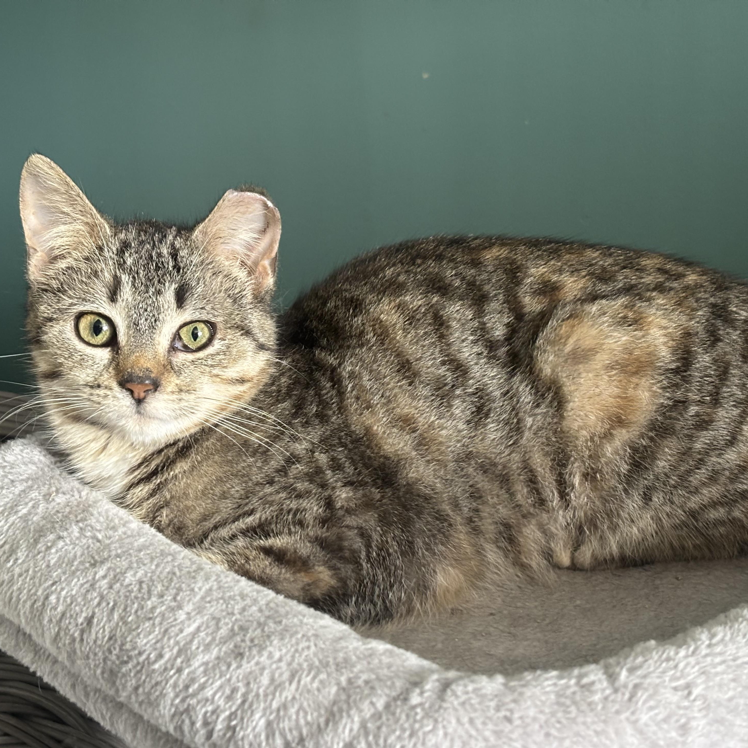 Enlarge Wren, an adopted mixed breed in Everett, ON image 1/3