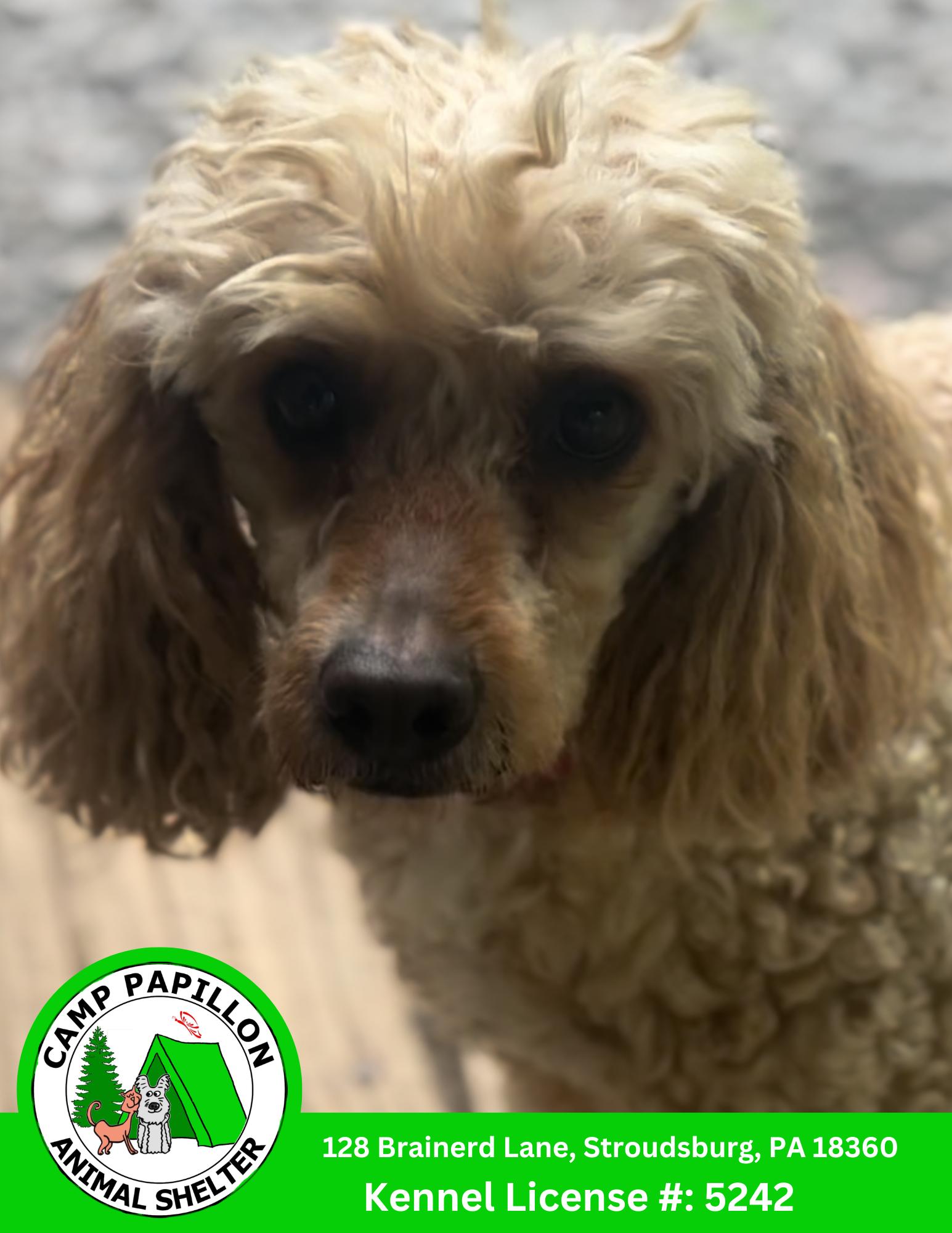 Enlarge Warren, a Adoptable Poodle in Stroudsburg, PA image 1/1