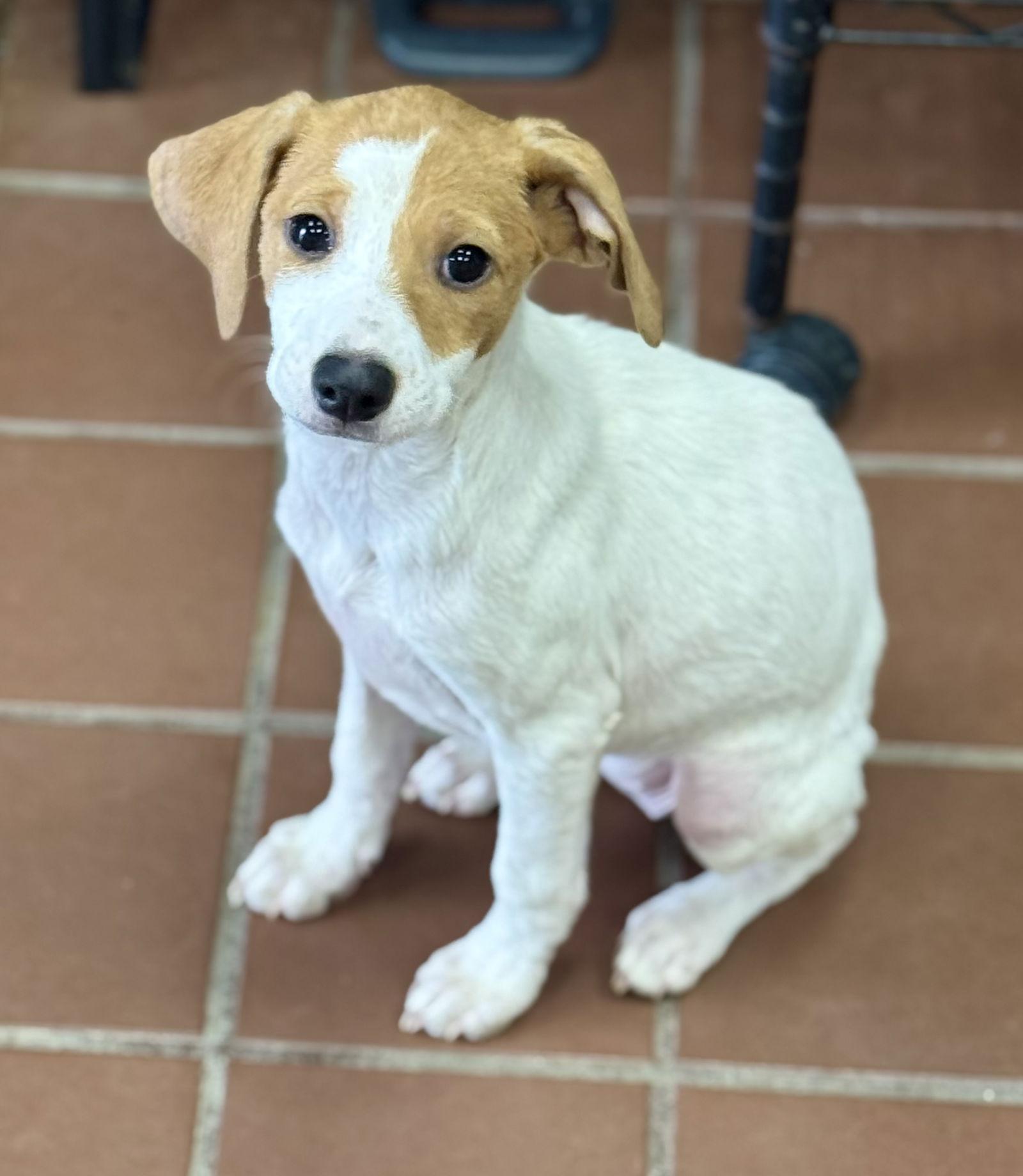 Megan, a Adoptable mixed breed in Lake Hopatcong, NJ image 1/3